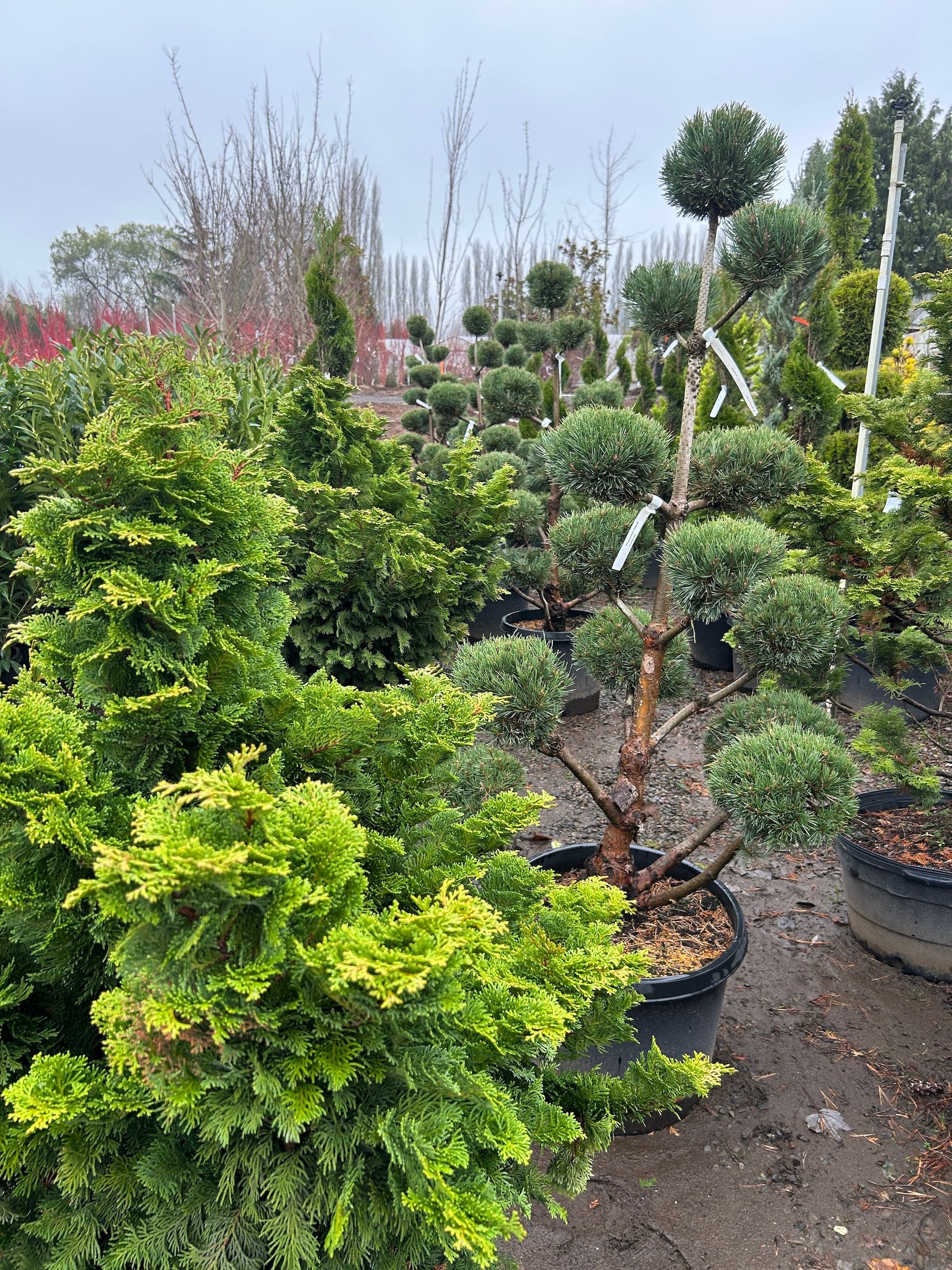Potted ornamental shrubs in a nursery, with lush green foliage and a dirt path between rows.