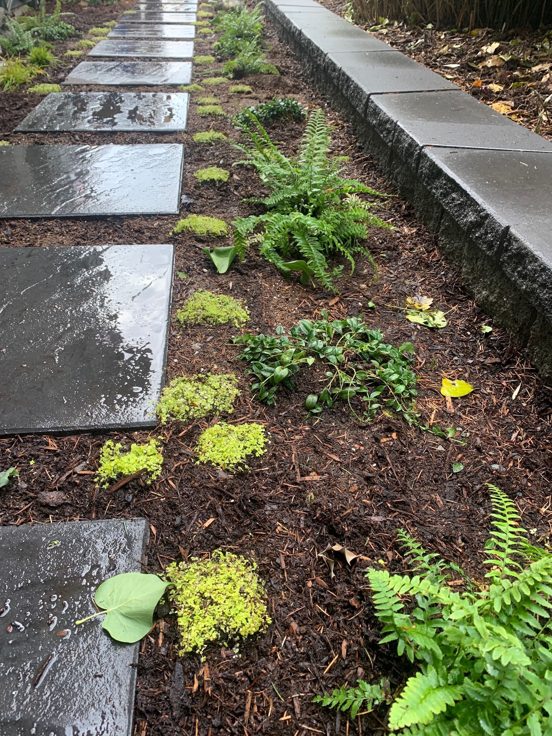 Rainy sidewalk with wet stone pavers beside a narrow planted strip of moss and ferns