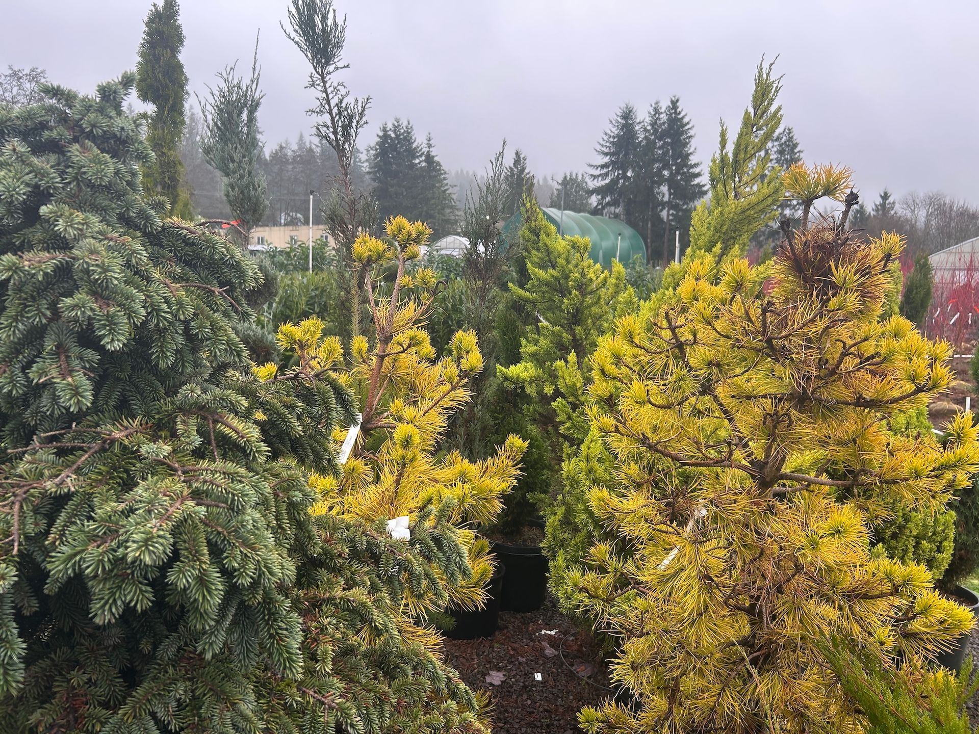 Evergreen and yellow ornamental shrubs in a misty garden nursery