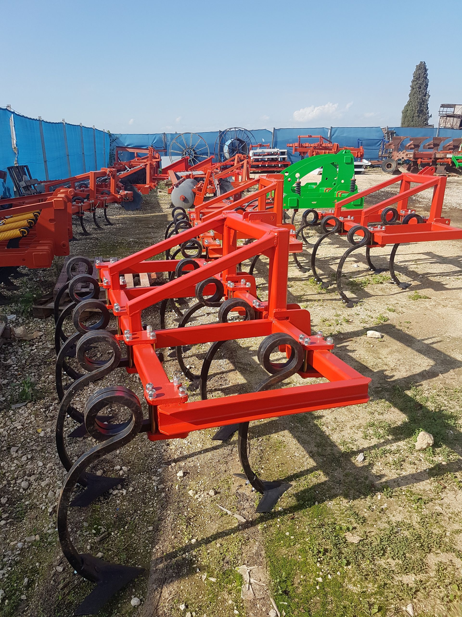 קלטרת זנב חזיר