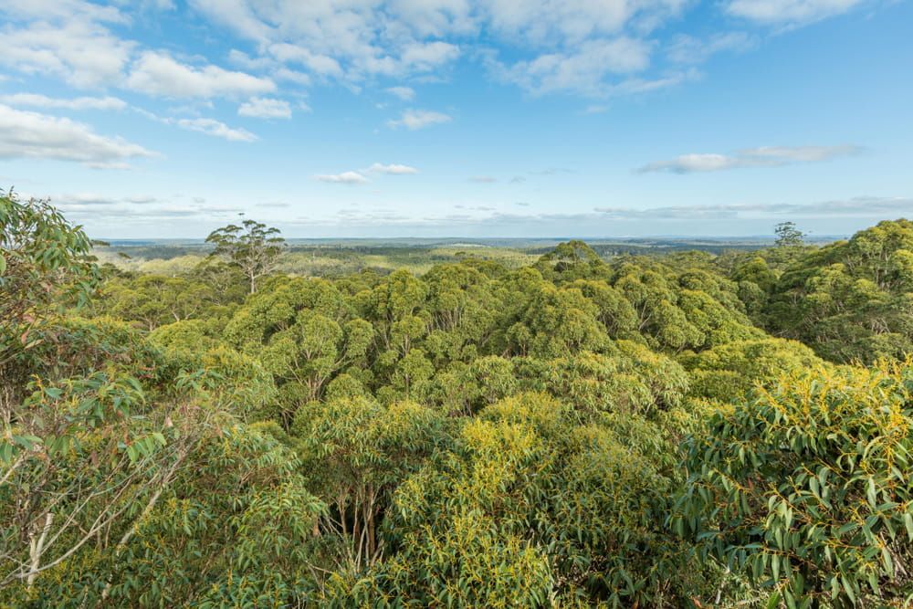 A View Of A Lush Green Forest From The Top Of A Hill — Manning Valley Pumps And Irrigation In Gloucester, NSW