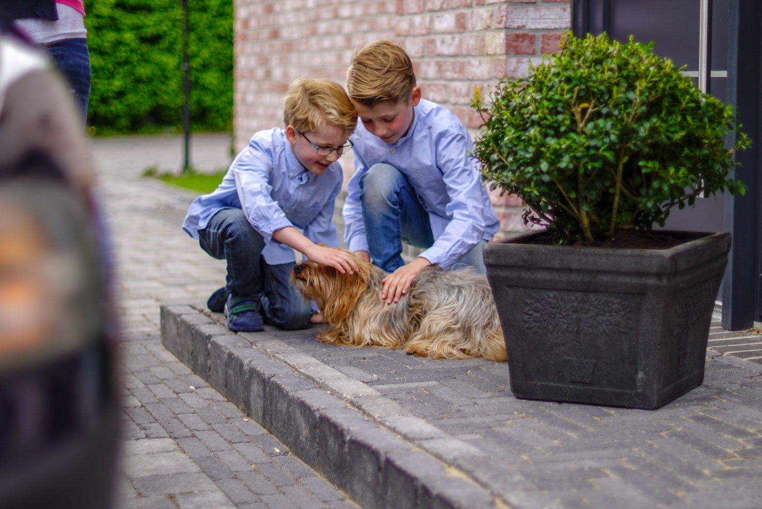 Zwei kleine Jungen streicheln einen Hund auf dem Bürgersteig.