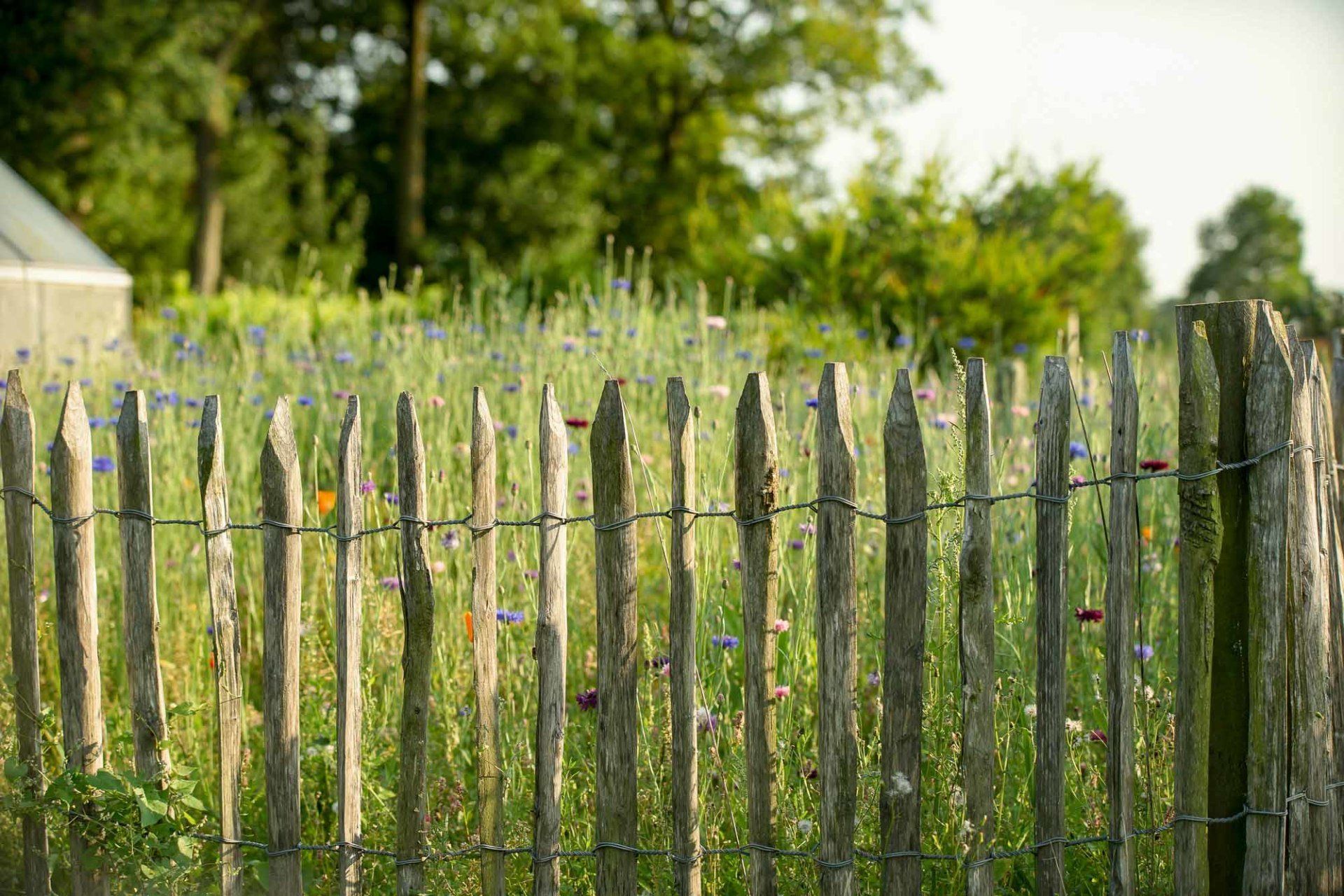 Ein Holzzaun umgibt ein Blumenfeld.