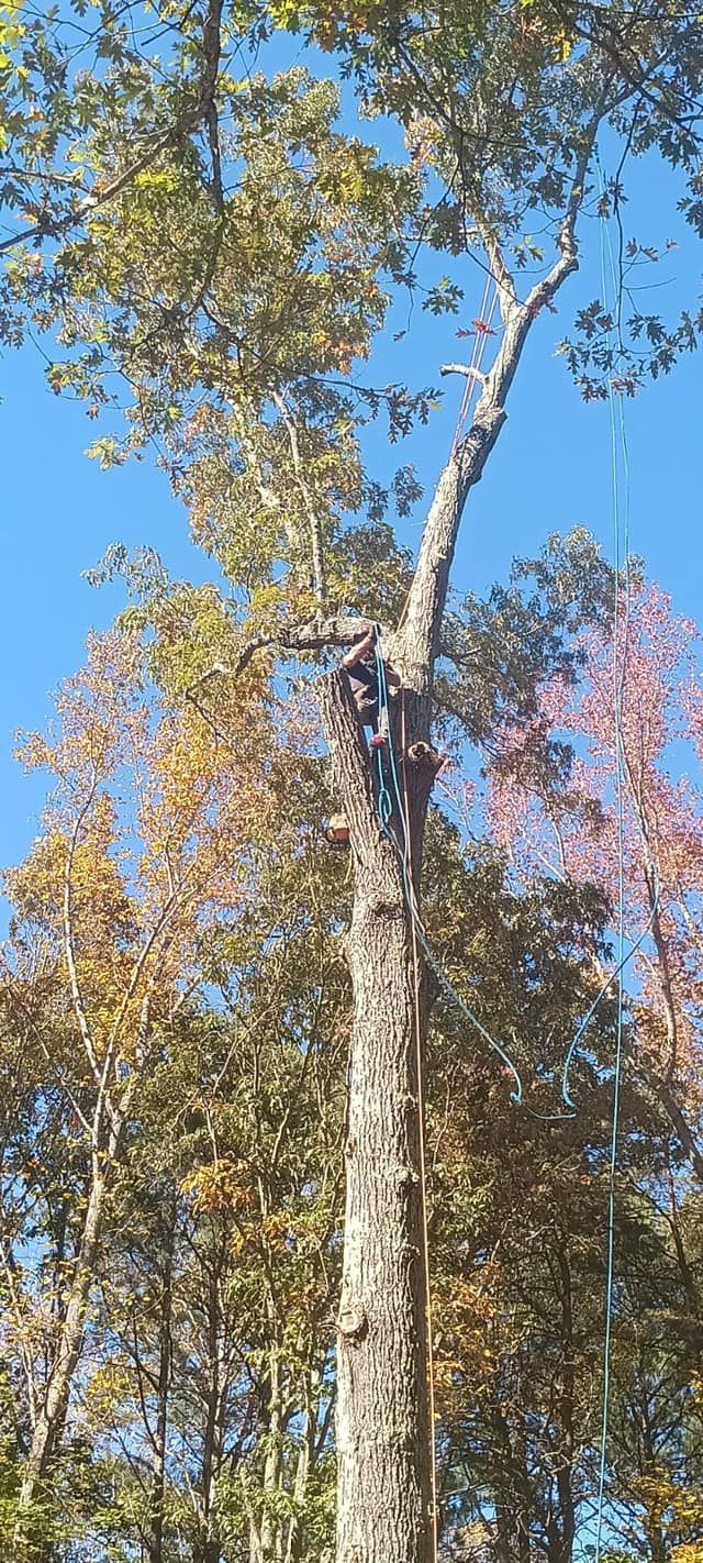 Twisted Timbers Tree Care, Shenandoah, Lexington VA, Buena vista VA, Charlottesville VA, Culpeper VA, Fredericksburg VA, Broadway VA, Grottoes VA, Massanetta Springs VA, Greenville VA, Luray, VA, Elkton, VA, Harrisonburg VA, Jollett VA, Stanley VA, Staunton VA, Comertown VA, Grove Hill VA, New Market VA, Waynesboro VA, Tenth Legion VA, Tree Removal, Tree Removal Company, Tree Removal Near Me, Emergency Tree Removal, Shenandoah Tree Removal, Waynesboro Tree Removal, Charlottesville Tree Removal, Harrisonburg Tree Removal, Lexington Tree Removal, Staunton Tree Removal, Tree Trimming, Shenandoah Tree Trimming, Waynesboro Tree Trimming, Charlottesville Tree Trimming, Harrisonburg Tree Trimming, Lexington Tree Trimming, Staunton Tree Trimming, Stump Grinding, Stump Grinding Near Me, Shenandoah Stump Grinding, Waynesboro Stump Grinding, Charlottesville Stump Grinding, Harrisonburg Stump Grinding, Lexington Stump Grinding, Staunton Stump Grinding, Lot Clearing, Lot Clearing Near Me, Shenandoah Lot Clearing, Waynesboro Lot Clearing, Charlottesville Lot Clearing, Harrisonburg Lot Clearing, Lexington Lot Clearing, Staunton Lot Clearing, Storm Damage Clean Up, Tree Risk Assessments, Tree Health Assessments