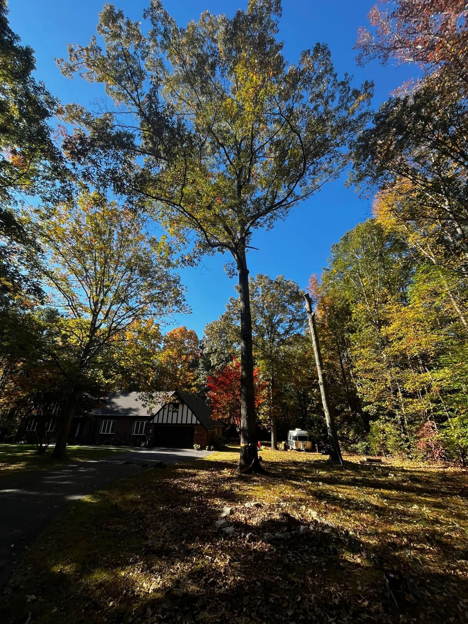 Twisted Timbers Tree Care, Shenandoah, Lexington VA, Buena vista VA, Charlottesville VA, Culpeper VA, Fredericksburg VA, Broadway VA, Grottoes VA, Massanetta Springs VA, Greenville VA, Luray, VA, Elkton, VA, Harrisonburg VA, Jollett VA, Stanley VA, Staunton VA, Comertown VA, Grove Hill VA, New Market VA, Waynesboro VA, Tenth Legion VA, Tree Removal, Tree Removal Company, Tree Removal Near Me, Emergency Tree Removal, Shenandoah Tree Removal, Waynesboro Tree Removal, Charlottesville Tree Removal, Harrisonburg Tree Removal, Lexington Tree Removal, Staunton Tree Removal, Tree Trimming, Shenandoah Tree Trimming, Waynesboro Tree Trimming, Charlottesville Tree Trimming, Harrisonburg Tree Trimming, Lexington Tree Trimming, Staunton Tree Trimming, Stump Grinding, Stump Grinding Near Me, Shenandoah Stump Grinding, Waynesboro Stump Grinding, Charlottesville Stump Grinding, Harrisonburg Stump Grinding, Lexington Stump Grinding, Staunton Stump Grinding, Lot Clearing, Lot Clearing Near Me, Shenandoah Lot Clearing, Waynesboro Lot Clearing, Charlottesville Lot Clearing, Harrisonburg Lot Clearing, Lexington Lot Clearing, Staunton Lot Clearing, Storm Damage Clean Up, Tree Risk Assessments, Tree Health Assessments
