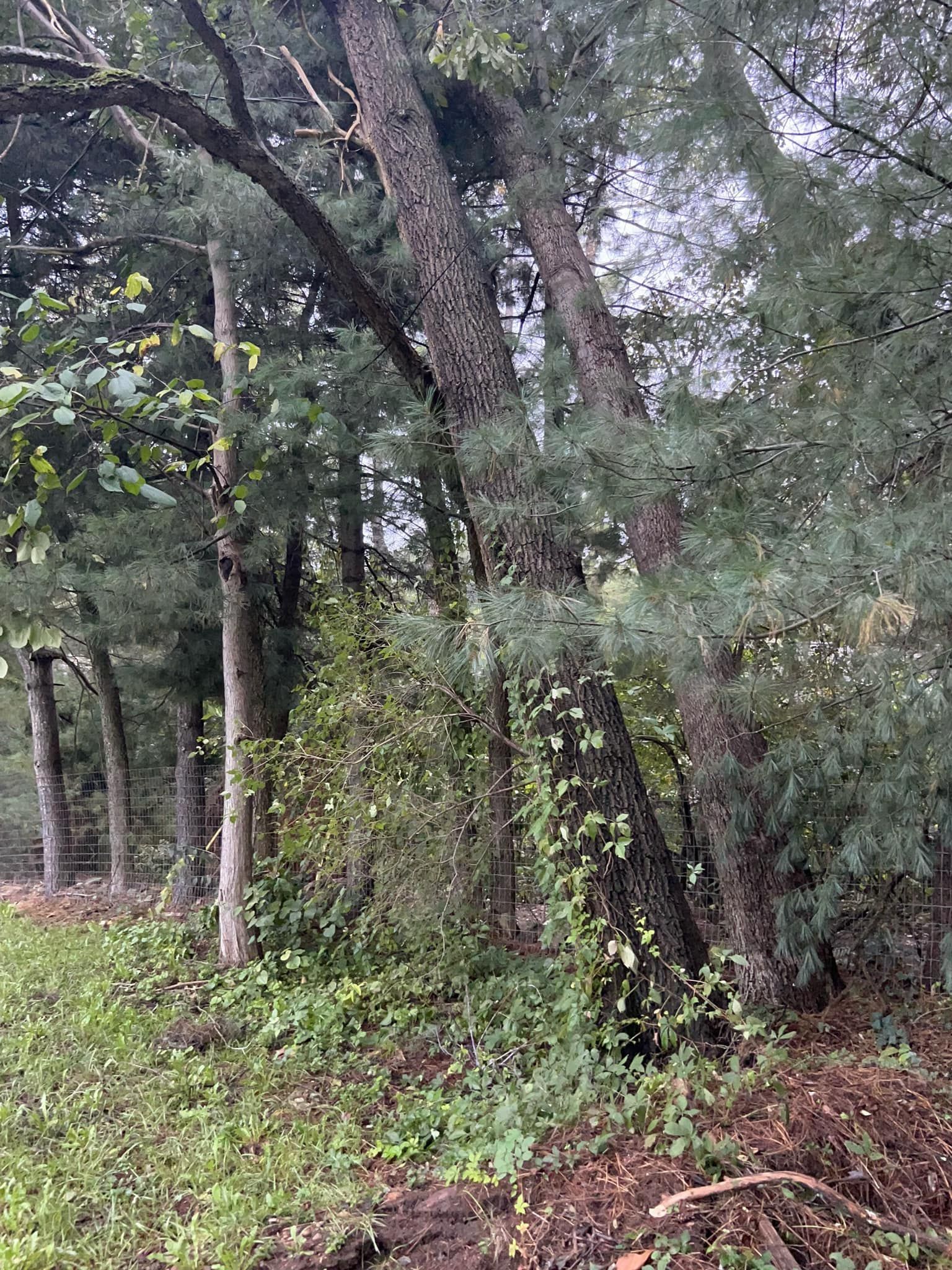 Twisted Timbers Tree Care, Shenandoah, Lexington VA, Buena vista VA, Charlottesville VA, Culpeper VA, Fredericksburg VA, Broadway VA, Grottoes VA, Massanetta Springs VA, Greenville VA, Luray, VA, Elkton, VA, Harrisonburg VA, Jollett VA, Stanley VA, Staunton VA, Comertown VA, Grove Hill VA, New Market VA, Waynesboro VA, Tenth Legion VA, Tree Removal, Tree Removal Company, Tree Removal Near Me, Emergency Tree Removal, Shenandoah Tree Removal, Waynesboro Tree Removal, Charlottesville Tree Removal, Harrisonburg Tree Removal, Lexington Tree Removal, Staunton Tree Removal, Tree Trimming, Shenandoah Tree Trimming, Waynesboro Tree Trimming, Charlottesville Tree Trimming, Harrisonburg Tree Trimming, Lexington Tree Trimming, Staunton Tree Trimming, Stump Grinding, Stump Grinding Near Me, Shenandoah Stump Grinding, Waynesboro Stump Grinding, Charlottesville Stump Grinding, Harrisonburg Stump Grinding, Lexington Stump Grinding, Staunton Stump Grinding, Lot Clearing, Lot Clearing Near Me, Shenandoah Lot Clearing, Waynesboro Lot Clearing, Charlottesville Lot Clearing, Harrisonburg Lot Clearing, Lexington Lot Clearing, Staunton Lot Clearing, Storm Damage Clean Up, Tree Risk Assessments, Tree Health Assessments