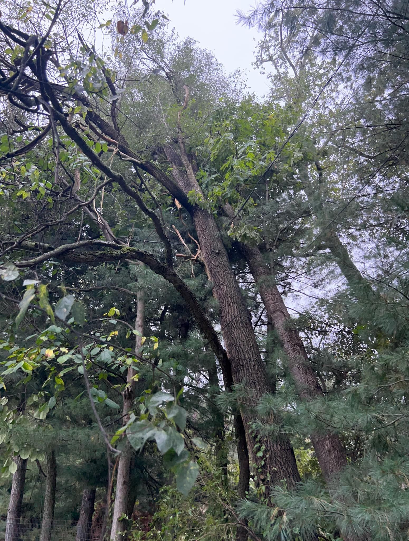 Twisted Timbers Tree Care, Shenandoah, Lexington VA, Buena vista VA, Charlottesville VA, Culpeper VA, Fredericksburg VA, Broadway VA, Grottoes VA, Massanetta Springs VA, Greenville VA, Luray, VA, Elkton, VA, Harrisonburg VA, Jollett VA, Stanley VA, Staunton VA, Comertown VA, Grove Hill VA, New Market VA, Waynesboro VA, Tenth Legion VA, Tree Removal, Tree Removal Company, Tree Removal Near Me, Emergency Tree Removal, Shenandoah Tree Removal, Waynesboro Tree Removal, Charlottesville Tree Removal, Harrisonburg Tree Removal, Lexington Tree Removal, Staunton Tree Removal, Tree Trimming, Shenandoah Tree Trimming, Waynesboro Tree Trimming, Charlottesville Tree Trimming, Harrisonburg Tree Trimming, Lexington Tree Trimming, Staunton Tree Trimming, Stump Grinding, Stump Grinding Near Me, Shenandoah Stump Grinding, Waynesboro Stump Grinding, Charlottesville Stump Grinding, Harrisonburg Stump Grinding, Lexington Stump Grinding, Staunton Stump Grinding, Lot Clearing, Lot Clearing Near Me, Shenandoah Lot Clearing, Waynesboro Lot Clearing, Charlottesville Lot Clearing, Harrisonburg Lot Clearing, Lexington Lot Clearing, Staunton Lot Clearing, Storm Damage Clean Up, Tree Risk Assessments, Tree Health Assessments