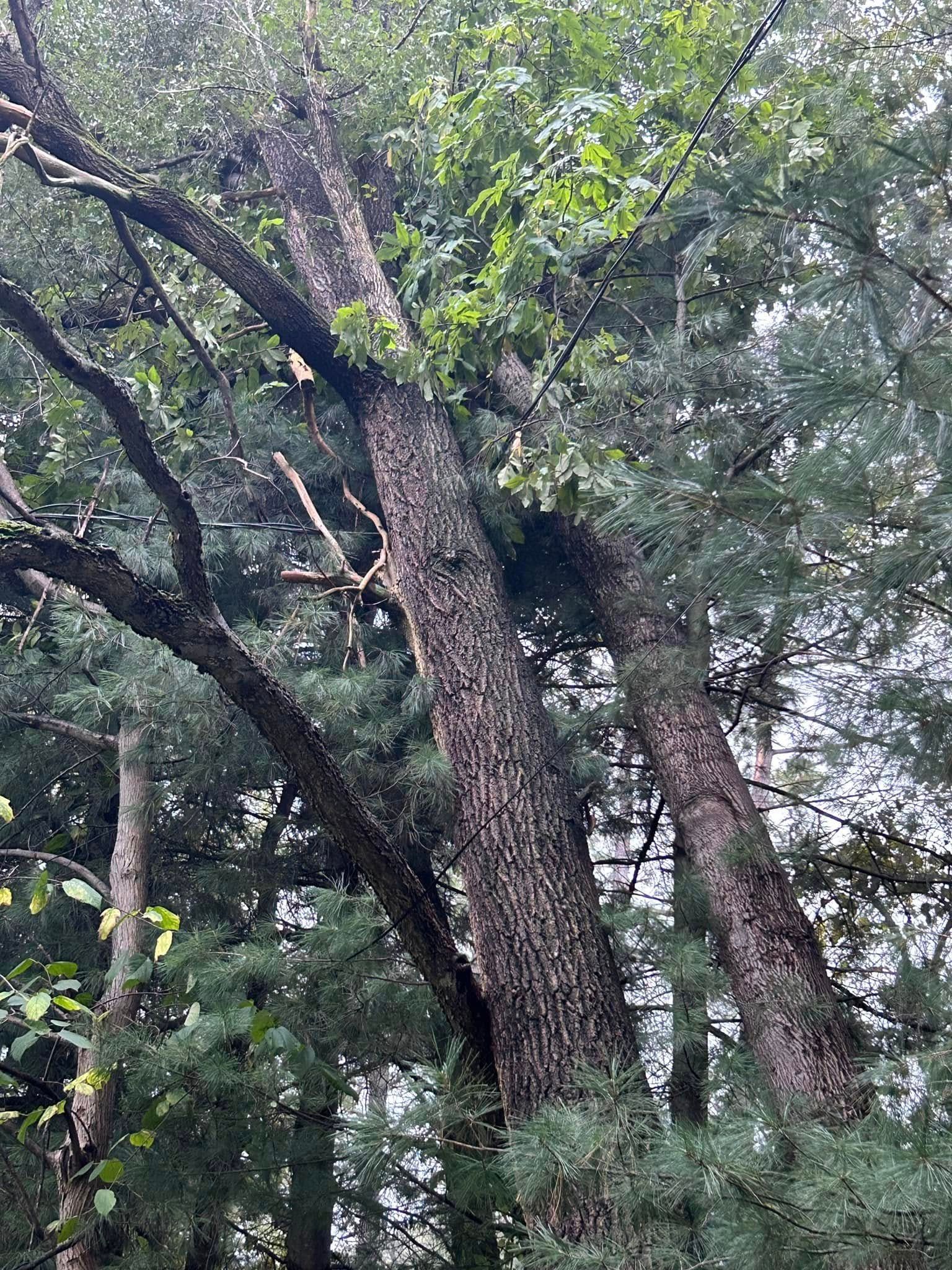 Twisted Timbers Tree Care, Shenandoah, Lexington VA, Buena vista VA, Charlottesville VA, Culpeper VA, Fredericksburg VA, Broadway VA, Grottoes VA, Massanetta Springs VA, Greenville VA, Luray, VA, Elkton, VA, Harrisonburg VA, Jollett VA, Stanley VA, Staunton VA, Comertown VA, Grove Hill VA, New Market VA, Waynesboro VA, Tenth Legion VA, Tree Removal, Tree Removal Company, Tree Removal Near Me, Emergency Tree Removal, Shenandoah Tree Removal, Waynesboro Tree Removal, Charlottesville Tree Removal, Harrisonburg Tree Removal, Lexington Tree Removal, Staunton Tree Removal, Tree Trimming, Shenandoah Tree Trimming, Waynesboro Tree Trimming, Charlottesville Tree Trimming, Harrisonburg Tree Trimming, Lexington Tree Trimming, Staunton Tree Trimming, Stump Grinding, Stump Grinding Near Me, Shenandoah Stump Grinding, Waynesboro Stump Grinding, Charlottesville Stump Grinding, Harrisonburg Stump Grinding, Lexington Stump Grinding, Staunton Stump Grinding, Lot Clearing, Lot Clearing Near Me, Shenandoah Lot Clearing, Waynesboro Lot Clearing, Charlottesville Lot Clearing, Harrisonburg Lot Clearing, Lexington Lot Clearing, Staunton Lot Clearing, Storm Damage Clean Up, Tree Risk Assessments, Tree Health Assessments