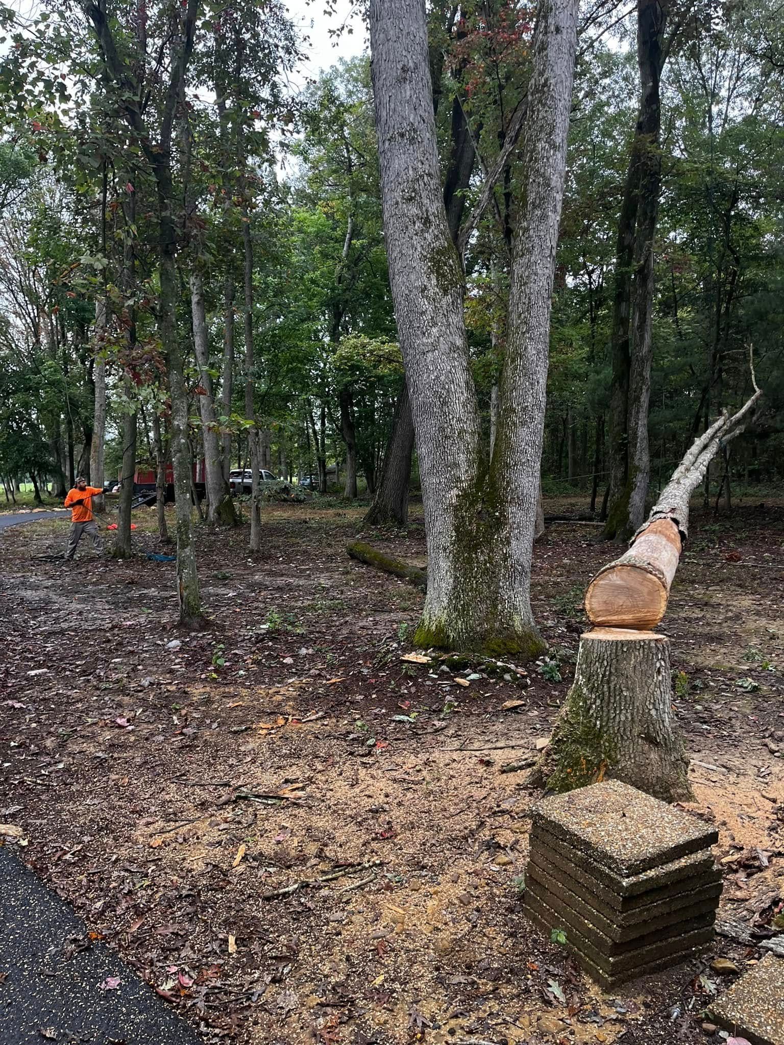 Twisted Timbers Tree Care, Shenandoah, Lexington VA, Buena vista VA, Charlottesville VA, Culpeper VA, Fredericksburg VA, Broadway VA, Grottoes VA, Massanetta Springs VA, Greenville VA, Luray, VA, Elkton, VA, Harrisonburg VA, Jollett VA, Stanley VA, Staunton VA, Comertown VA, Grove Hill VA, New Market VA, Waynesboro VA, Tenth Legion VA, Tree Removal, Tree Removal Company, Tree Removal Near Me, Emergency Tree Removal, Shenandoah Tree Removal, Waynesboro Tree Removal, Charlottesville Tree Removal, Harrisonburg Tree Removal, Lexington Tree Removal, Staunton Tree Removal, Tree Trimming, Shenandoah Tree Trimming, Waynesboro Tree Trimming, Charlottesville Tree Trimming, Harrisonburg Tree Trimming, Lexington Tree Trimming, Staunton Tree Trimming, Stump Grinding, Stump Grinding Near Me, Shenandoah Stump Grinding, Waynesboro Stump Grinding, Charlottesville Stump Grinding, Harrisonburg Stump Grinding, Lexington Stump Grinding, Staunton Stump Grinding, Lot Clearing, Lot Clearing Near Me, Shenandoah Lot Clearing, Waynesboro Lot Clearing, Charlottesville Lot Clearing, Harrisonburg Lot Clearing, Lexington Lot Clearing, Staunton Lot Clearing, Storm Damage Clean Up, Tree Risk Assessments, Tree Health Assessments