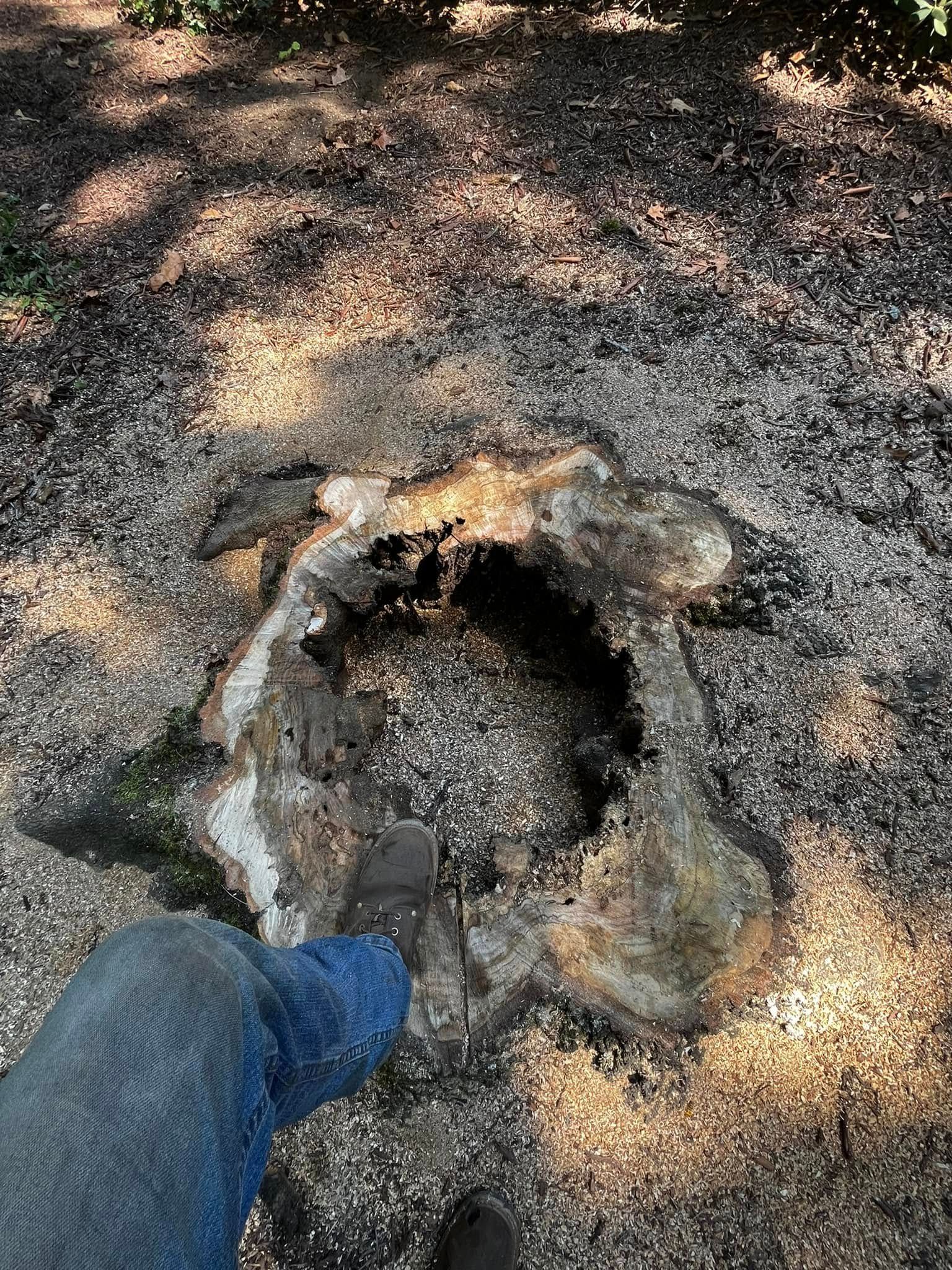 Twisted Timbers Tree Care, Shenandoah, Lexington VA, Buena vista VA, Charlottesville VA, Culpeper VA, Fredericksburg VA, Broadway VA, Grottoes VA, Massanetta Springs VA, Greenville VA, Luray, VA, Elkton, VA, Harrisonburg VA, Jollett VA, Stanley VA, Staunton VA, Comertown VA, Grove Hill VA, New Market VA, Waynesboro VA, Tenth Legion VA, Tree Removal, Tree Removal Company, Tree Removal Near Me, Emergency Tree Removal, Shenandoah Tree Removal, Waynesboro Tree Removal, Charlottesville Tree Removal, Harrisonburg Tree Removal, Lexington Tree Removal, Staunton Tree Removal, Tree Trimming, Shenandoah Tree Trimming, Waynesboro Tree Trimming, Charlottesville Tree Trimming, Harrisonburg Tree Trimming, Lexington Tree Trimming, Staunton Tree Trimming, Stump Grinding, Stump Grinding Near Me, Shenandoah Stump Grinding, Waynesboro Stump Grinding, Charlottesville Stump Grinding, Harrisonburg Stump Grinding, Lexington Stump Grinding, Staunton Stump Grinding, Lot Clearing, Lot Clearing Near Me, Shenandoah Lot Clearing, Waynesboro Lot Clearing, Charlottesville Lot Clearing, Harrisonburg Lot Clearing, Lexington Lot Clearing, Staunton Lot Clearing, Storm Damage Clean Up, Tree Risk Assessments, Tree Health Assessments