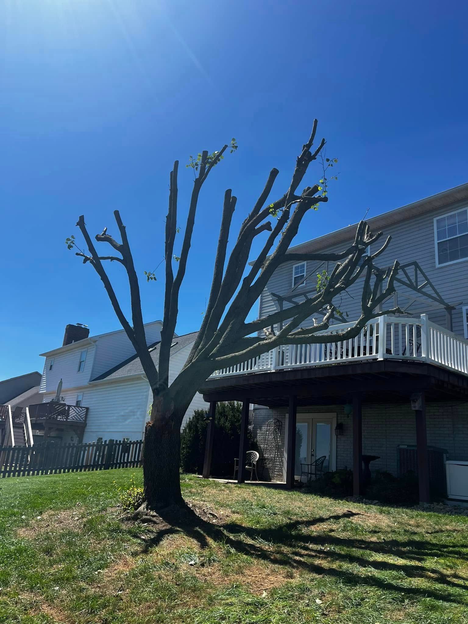 Twisted Timbers Tree Care, Shenandoah, Lexington VA, Buena vista VA, Charlottesville VA, Culpeper VA, Fredericksburg VA, Broadway VA, Grottoes VA, Massanetta Springs VA, Greenville VA, Luray, VA, Elkton, VA, Harrisonburg VA, Jollett VA, Stanley VA, Staunton VA, Comertown VA, Grove Hill VA, New Market VA, Waynesboro VA, Tenth Legion VA, Tree Removal, Tree Removal Company, Tree Removal Near Me, Emergency Tree Removal, Shenandoah Tree Removal, Waynesboro Tree Removal, Charlottesville Tree Removal, Harrisonburg Tree Removal, Lexington Tree Removal, Staunton Tree Removal, Tree Trimming, Shenandoah Tree Trimming, Waynesboro Tree Trimming, Charlottesville Tree Trimming, Harrisonburg Tree Trimming, Lexington Tree Trimming, Staunton Tree Trimming, Stump Grinding, Stump Grinding Near Me, Shenandoah Stump Grinding, Waynesboro Stump Grinding, Charlottesville Stump Grinding, Harrisonburg Stump Grinding, Lexington Stump Grinding, Staunton Stump Grinding, Lot Clearing, Lot Clearing Near Me, Shenandoah Lot Clearing, Waynesboro Lot Clearing, Charlottesville Lot Clearing, Harrisonburg Lot Clearing, Lexington Lot Clearing, Staunton Lot Clearing, Storm Damage Clean Up, Tree Risk Assessments, Tree Health Assessments