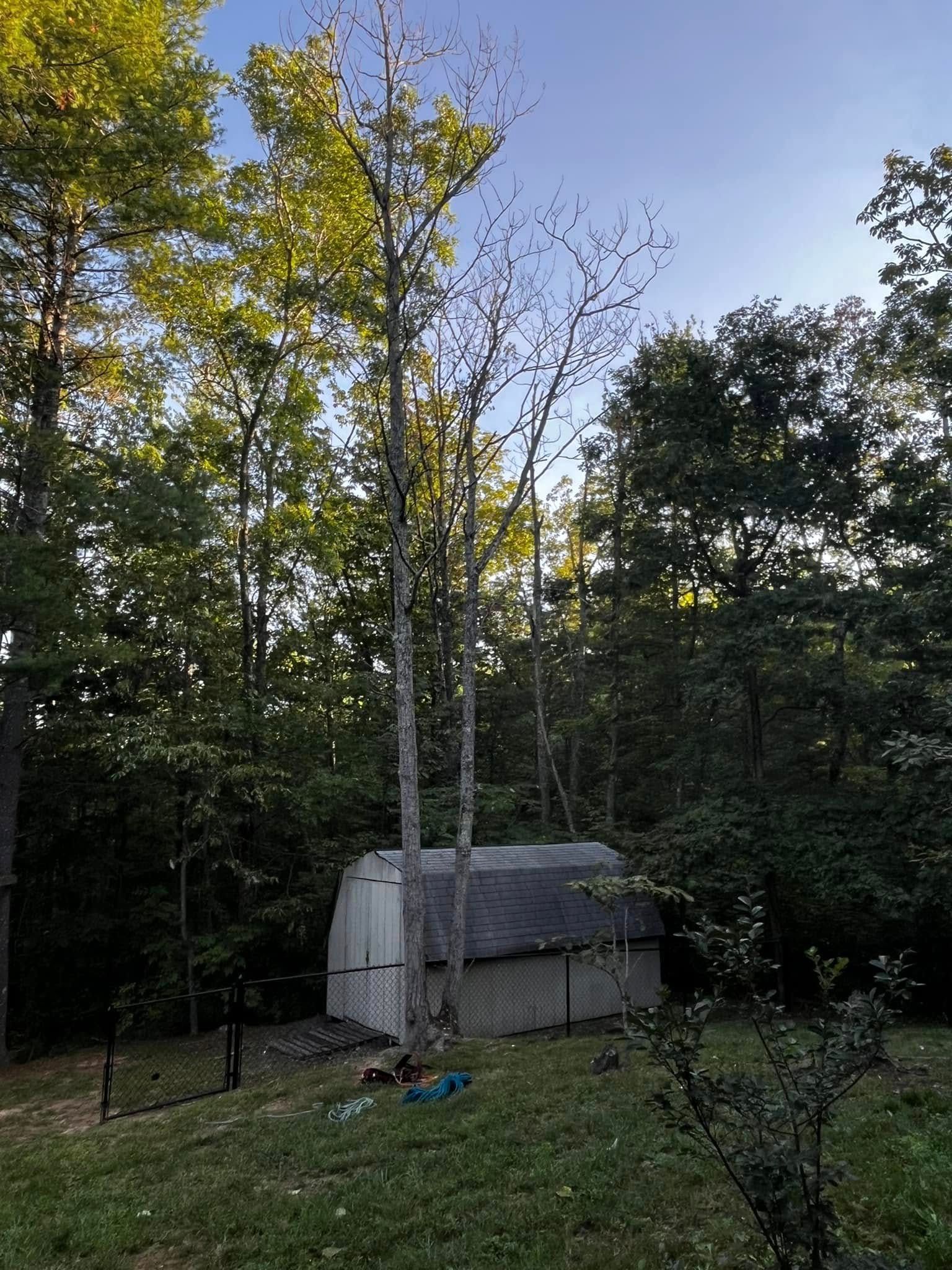 Twisted Timbers Tree Care, Shenandoah, Lexington VA, Buena vista VA, Charlottesville VA, Culpeper VA, Fredericksburg VA, Broadway VA, Grottoes VA, Massanetta Springs VA, Greenville VA, Luray, VA, Elkton, VA, Harrisonburg VA, Jollett VA, Stanley VA, Staunton VA, Comertown VA, Grove Hill VA, New Market VA, Waynesboro VA, Tenth Legion VA, Tree Removal, Tree Removal Company, Tree Removal Near Me, Emergency Tree Removal, Shenandoah Tree Removal, Waynesboro Tree Removal, Charlottesville Tree Removal, Harrisonburg Tree Removal, Lexington Tree Removal, Staunton Tree Removal, Tree Trimming, Shenandoah Tree Trimming, Waynesboro Tree Trimming, Charlottesville Tree Trimming, Harrisonburg Tree Trimming, Lexington Tree Trimming, Staunton Tree Trimming, Stump Grinding, Stump Grinding Near Me, Shenandoah Stump Grinding, Waynesboro Stump Grinding, Charlottesville Stump Grinding, Harrisonburg Stump Grinding, Lexington Stump Grinding, Staunton Stump Grinding, Lot Clearing, Lot Clearing Near Me, Shenandoah Lot Clearing, Waynesboro Lot Clearing, Charlottesville Lot Clearing, Harrisonburg Lot Clearing, Lexington Lot Clearing, Staunton Lot Clearing, Storm Damage Clean Up, Tree Risk Assessments, Tree Health Assessments