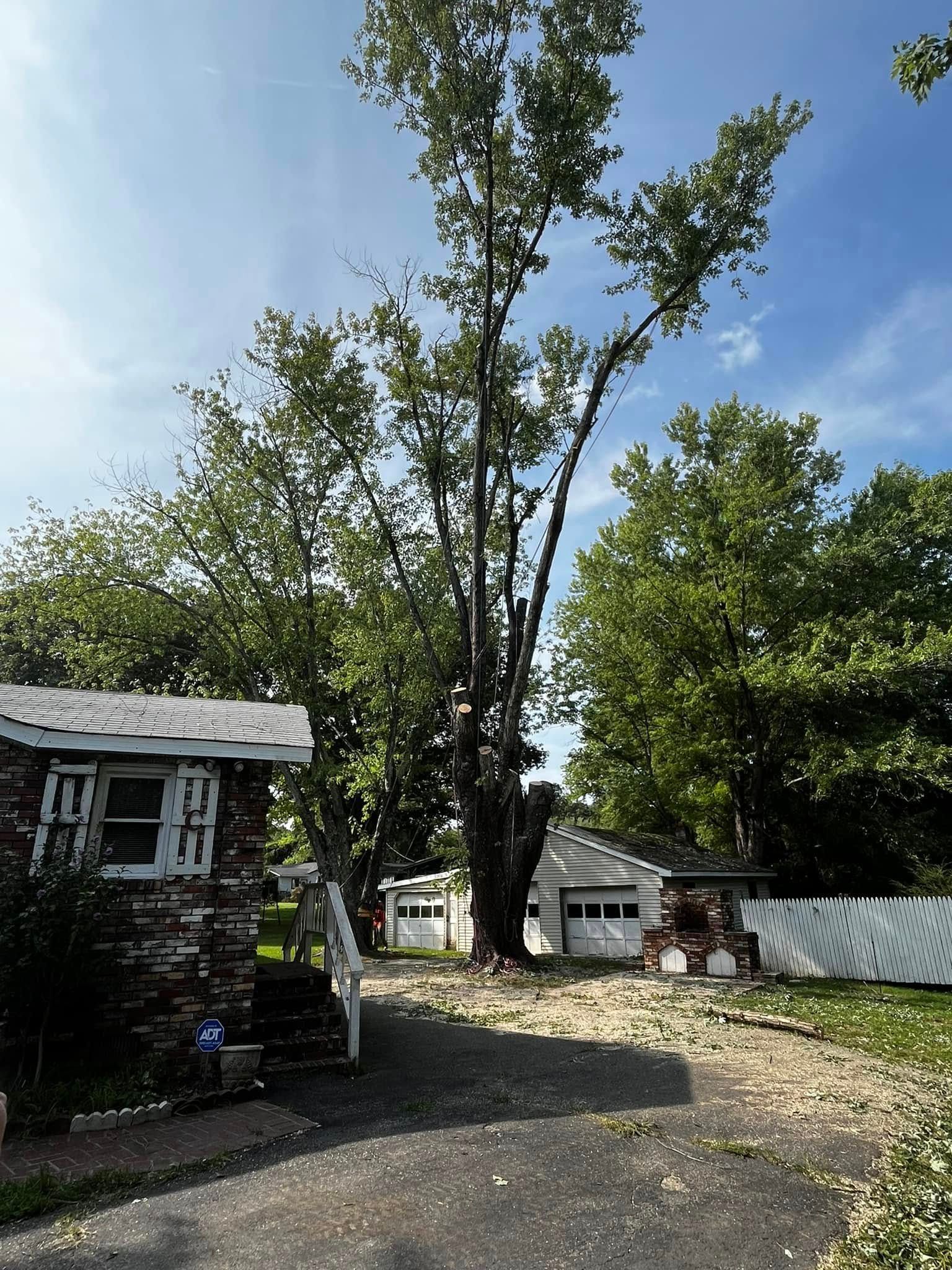 Twisted Timbers Tree Care, Shenandoah, Lexington VA, Buena vista VA, Charlottesville VA, Culpeper VA, Fredericksburg VA, Broadway VA, Grottoes VA, Massanetta Springs VA, Greenville VA, Luray, VA, Elkton, VA, Harrisonburg VA, Jollett VA, Stanley VA, Staunton VA, Comertown VA, Grove Hill VA, New Market VA, Waynesboro VA, Tenth Legion VA, Tree Removal, Tree Removal Company, Tree Removal Near Me, Emergency Tree Removal, Shenandoah Tree Removal, Waynesboro Tree Removal, Charlottesville Tree Removal, Harrisonburg Tree Removal, Lexington Tree Removal, Staunton Tree Removal, Tree Trimming, Shenandoah Tree Trimming, Waynesboro Tree Trimming, Charlottesville Tree Trimming, Harrisonburg Tree Trimming, Lexington Tree Trimming, Staunton Tree Trimming, Stump Grinding, Stump Grinding Near Me, Shenandoah Stump Grinding, Waynesboro Stump Grinding, Charlottesville Stump Grinding, Harrisonburg Stump Grinding, Lexington Stump Grinding, Staunton Stump Grinding, Lot Clearing, Lot Clearing Near Me, Shenandoah Lot Clearing, Waynesboro Lot Clearing, Charlottesville Lot Clearing, Harrisonburg Lot Clearing, Lexington Lot Clearing, Staunton Lot Clearing, Storm Damage Clean Up, Tree Risk Assessments, Tree Health Assessments