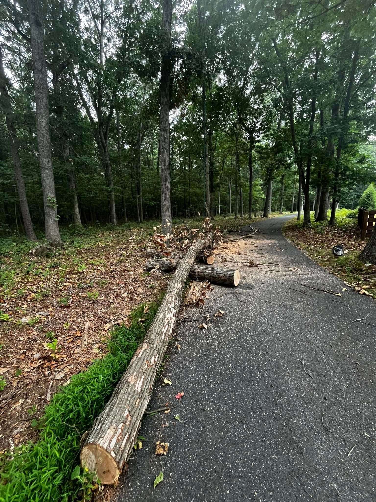 Twisted Timbers Tree Care, Shenandoah, Lexington VA, Buena vista VA, Charlottesville VA, Culpeper VA, Fredericksburg VA, Broadway VA, Grottoes VA, Massanetta Springs VA, Greenville VA, Luray, VA, Elkton, VA, Harrisonburg VA, Jollett VA, Stanley VA, Staunton VA, Comertown VA, Grove Hill VA, New Market VA, Waynesboro VA, Tenth Legion VA, Tree Removal, Tree Removal Company, Tree Removal Near Me, Emergency Tree Removal, Shenandoah Tree Removal, Waynesboro Tree Removal, Charlottesville Tree Removal, Harrisonburg Tree Removal, Lexington Tree Removal, Staunton Tree Removal, Tree Trimming, Shenandoah Tree Trimming, Waynesboro Tree Trimming, Charlottesville Tree Trimming, Harrisonburg Tree Trimming, Lexington Tree Trimming, Staunton Tree Trimming, Stump Grinding, Stump Grinding Near Me, Shenandoah Stump Grinding, Waynesboro Stump Grinding, Charlottesville Stump Grinding, Harrisonburg Stump Grinding, Lexington Stump Grinding, Staunton Stump Grinding, Lot Clearing, Lot Clearing Near Me, Shenandoah Lot Clearing, Waynesboro Lot Clearing, Charlottesville Lot Clearing, Harrisonburg Lot Clearing, Lexington Lot Clearing, Staunton Lot Clearing, Storm Damage Clean Up, Tree Risk Assessments, Tree Health Assessments