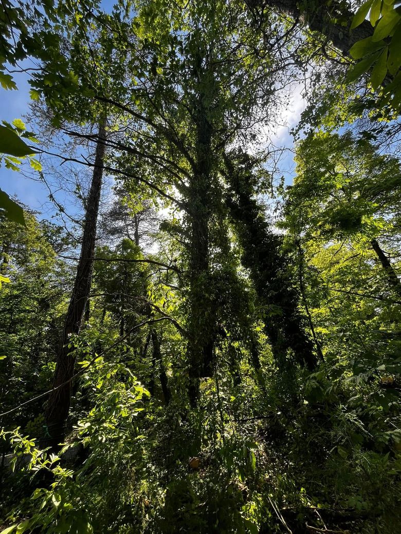 Twisted Timbers Tree Care, Shenandoah, Lexington VA, Buena vista VA, Charlottesville VA, Culpeper VA, Fredericksburg VA, Broadway VA, Grottoes VA, Massanetta Springs VA, Greenville VA, Luray, VA, Elkton, VA, Harrisonburg VA, Jollett VA, Stanley VA, Staunton VA, Comertown VA, Grove Hill VA, New Market VA, Waynesboro VA, Tenth Legion VA, Tree Removal, Tree Removal Company, Tree Removal Near Me, Emergency Tree Removal, Shenandoah Tree Removal, Waynesboro Tree Removal, Charlottesville Tree Removal, Harrisonburg Tree Removal, Lexington Tree Removal, Staunton Tree Removal, Tree Trimming, Shenandoah Tree Trimming, Waynesboro Tree Trimming, Charlottesville Tree Trimming, Harrisonburg Tree Trimming, Lexington Tree Trimming, Staunton Tree Trimming, Stump Grinding, Stump Grinding Near Me, Shenandoah Stump Grinding, Waynesboro Stump Grinding, Charlottesville Stump Grinding, Harrisonburg Stump Grinding, Lexington Stump Grinding, Staunton Stump Grinding, Lot Clearing, Lot Clearing Near Me, Shenandoah Lot Clearing, Waynesboro Lot Clearing, Charlottesville Lot Clearing, Harrisonburg Lot Clearing, Lexington Lot Clearing, Staunton Lot Clearing, Storm Damage Clean Up, Tree Risk Assessments, Tree Health Assessments