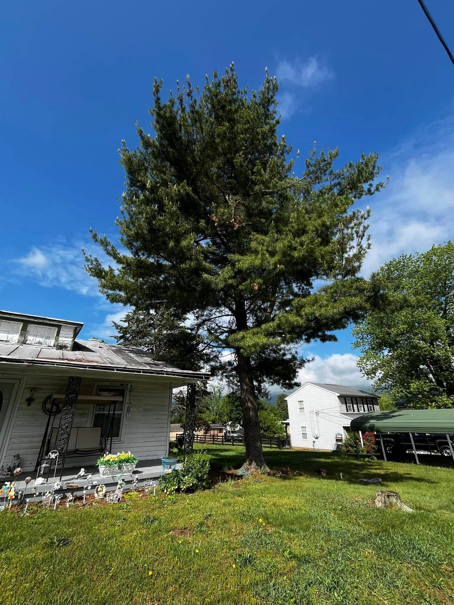 Twisted Timbers Tree Care, Shenandoah, Lexington VA, Buena vista VA, Charlottesville VA, Culpeper VA, Fredericksburg VA, Broadway VA, Grottoes VA, Massanetta Springs VA, Greenville VA, Luray, VA, Elkton, VA, Harrisonburg VA, Jollett VA, Stanley VA, Staunton VA, Comertown VA, Grove Hill VA, New Market VA, Waynesboro VA, Tenth Legion VA, Tree Removal, Tree Removal Company, Tree Removal Near Me, Emergency Tree Removal, Shenandoah Tree Removal, Waynesboro Tree Removal, Charlottesville Tree Removal, Harrisonburg Tree Removal, Lexington Tree Removal, Staunton Tree Removal, Tree Trimming, Shenandoah Tree Trimming, Waynesboro Tree Trimming, Charlottesville Tree Trimming, Harrisonburg Tree Trimming, Lexington Tree Trimming, Staunton Tree Trimming, Stump Grinding, Stump Grinding Near Me, Shenandoah Stump Grinding, Waynesboro Stump Grinding, Charlottesville Stump Grinding, Harrisonburg Stump Grinding, Lexington Stump Grinding, Staunton Stump Grinding, Lot Clearing, Lot Clearing Near Me, Shenandoah Lot Clearing, Waynesboro Lot Clearing, Charlottesville Lot Clearing, Harrisonburg Lot Clearing, Lexington Lot Clearing, Staunton Lot Clearing, Storm Damage Clean Up, Tree Risk Assessments, Tree Health Assessments