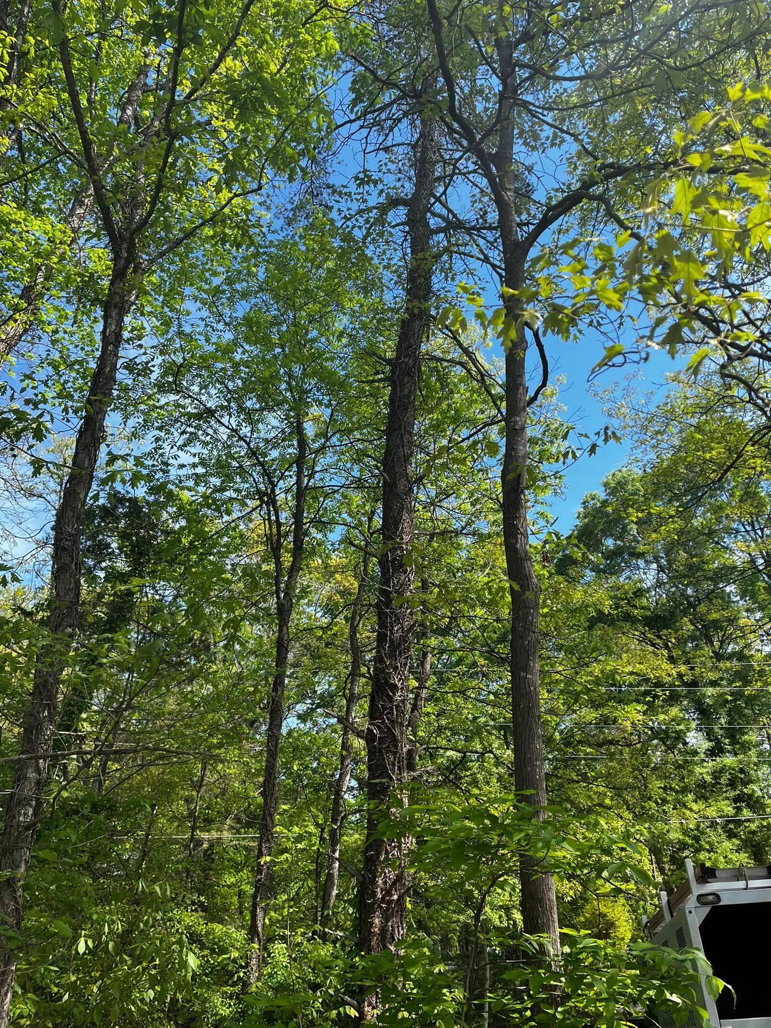 Twisted Timbers Tree Care, Shenandoah, Lexington VA, Buena vista VA, Charlottesville VA, Culpeper VA, Fredericksburg VA, Broadway VA, Grottoes VA, Massanetta Springs VA, Greenville VA, Luray, VA, Elkton, VA, Harrisonburg VA, Jollett VA, Stanley VA, Staunton VA, Comertown VA, Grove Hill VA, New Market VA, Waynesboro VA, Tenth Legion VA, Tree Removal, Tree Removal Company, Tree Removal Near Me, Emergency Tree Removal, Shenandoah Tree Removal, Waynesboro Tree Removal, Charlottesville Tree Removal, Harrisonburg Tree Removal, Lexington Tree Removal, Staunton Tree Removal, Tree Trimming, Shenandoah Tree Trimming, Waynesboro Tree Trimming, Charlottesville Tree Trimming, Harrisonburg Tree Trimming, Lexington Tree Trimming, Staunton Tree Trimming, Stump Grinding, Stump Grinding Near Me, Shenandoah Stump Grinding, Waynesboro Stump Grinding, Charlottesville Stump Grinding, Harrisonburg Stump Grinding, Lexington Stump Grinding, Staunton Stump Grinding, Lot Clearing, Lot Clearing Near Me, Shenandoah Lot Clearing, Waynesboro Lot Clearing, Charlottesville Lot Clearing, Harrisonburg Lot Clearing, Lexington Lot Clearing, Staunton Lot Clearing, Storm Damage Clean Up, Tree Risk Assessments, Tree Health Assessments