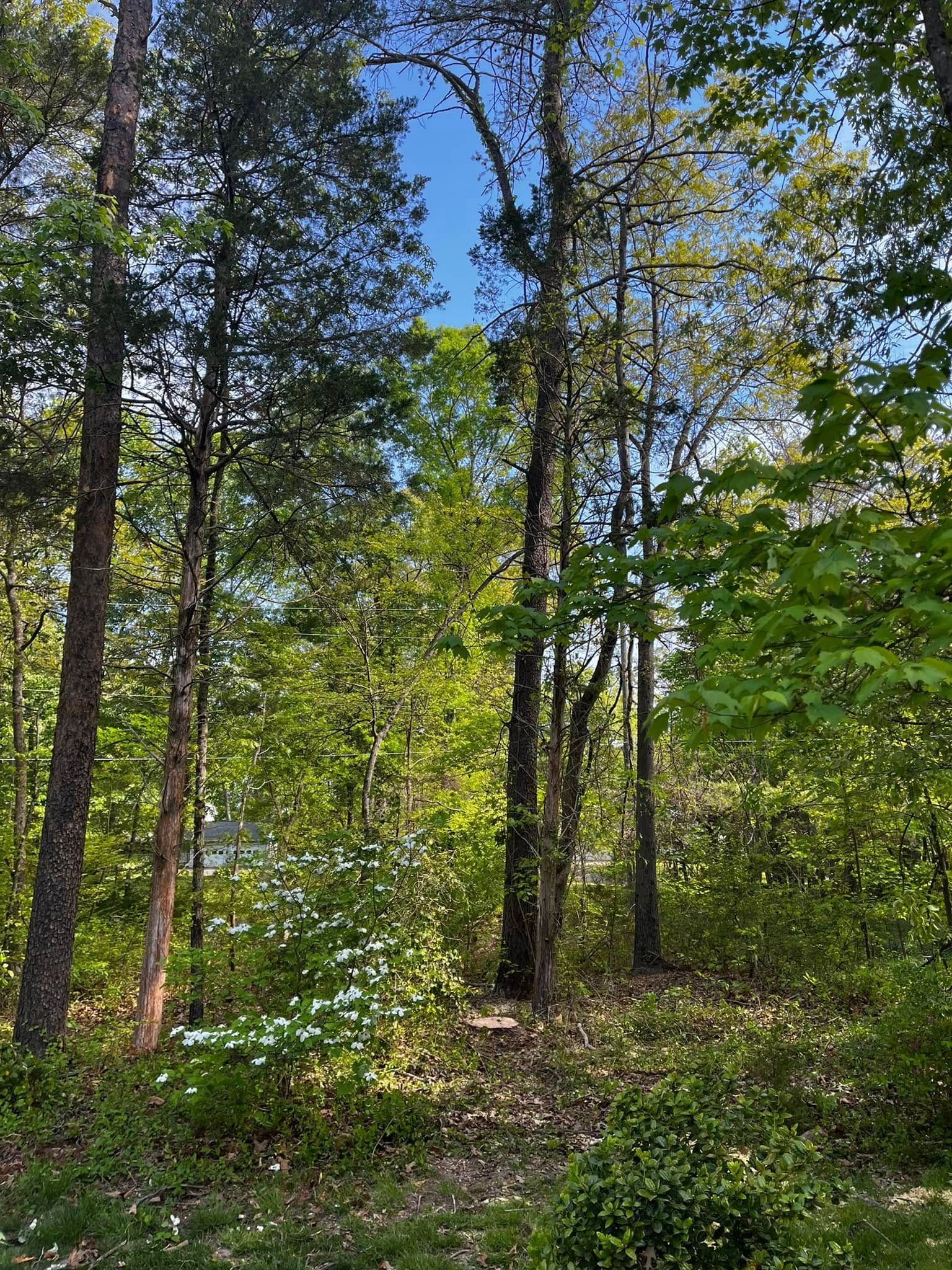 Twisted Timbers Tree Care, Shenandoah, Lexington VA, Buena vista VA, Charlottesville VA, Culpeper VA, Fredericksburg VA, Broadway VA, Grottoes VA, Massanetta Springs VA, Greenville VA, Luray, VA, Elkton, VA, Harrisonburg VA, Jollett VA, Stanley VA, Staunton VA, Comertown VA, Grove Hill VA, New Market VA, Waynesboro VA, Tenth Legion VA, Tree Removal, Tree Removal Company, Tree Removal Near Me, Emergency Tree Removal, Shenandoah Tree Removal, Waynesboro Tree Removal, Charlottesville Tree Removal, Harrisonburg Tree Removal, Lexington Tree Removal, Staunton Tree Removal, Tree Trimming, Shenandoah Tree Trimming, Waynesboro Tree Trimming, Charlottesville Tree Trimming, Harrisonburg Tree Trimming, Lexington Tree Trimming, Staunton Tree Trimming, Stump Grinding, Stump Grinding Near Me, Shenandoah Stump Grinding, Waynesboro Stump Grinding, Charlottesville Stump Grinding, Harrisonburg Stump Grinding, Lexington Stump Grinding, Staunton Stump Grinding, Lot Clearing, Lot Clearing Near Me, Shenandoah Lot Clearing, Waynesboro Lot Clearing, Charlottesville Lot Clearing, Harrisonburg Lot Clearing, Lexington Lot Clearing, Staunton Lot Clearing, Storm Damage Clean Up, Tree Risk Assessments, Tree Health Assessments