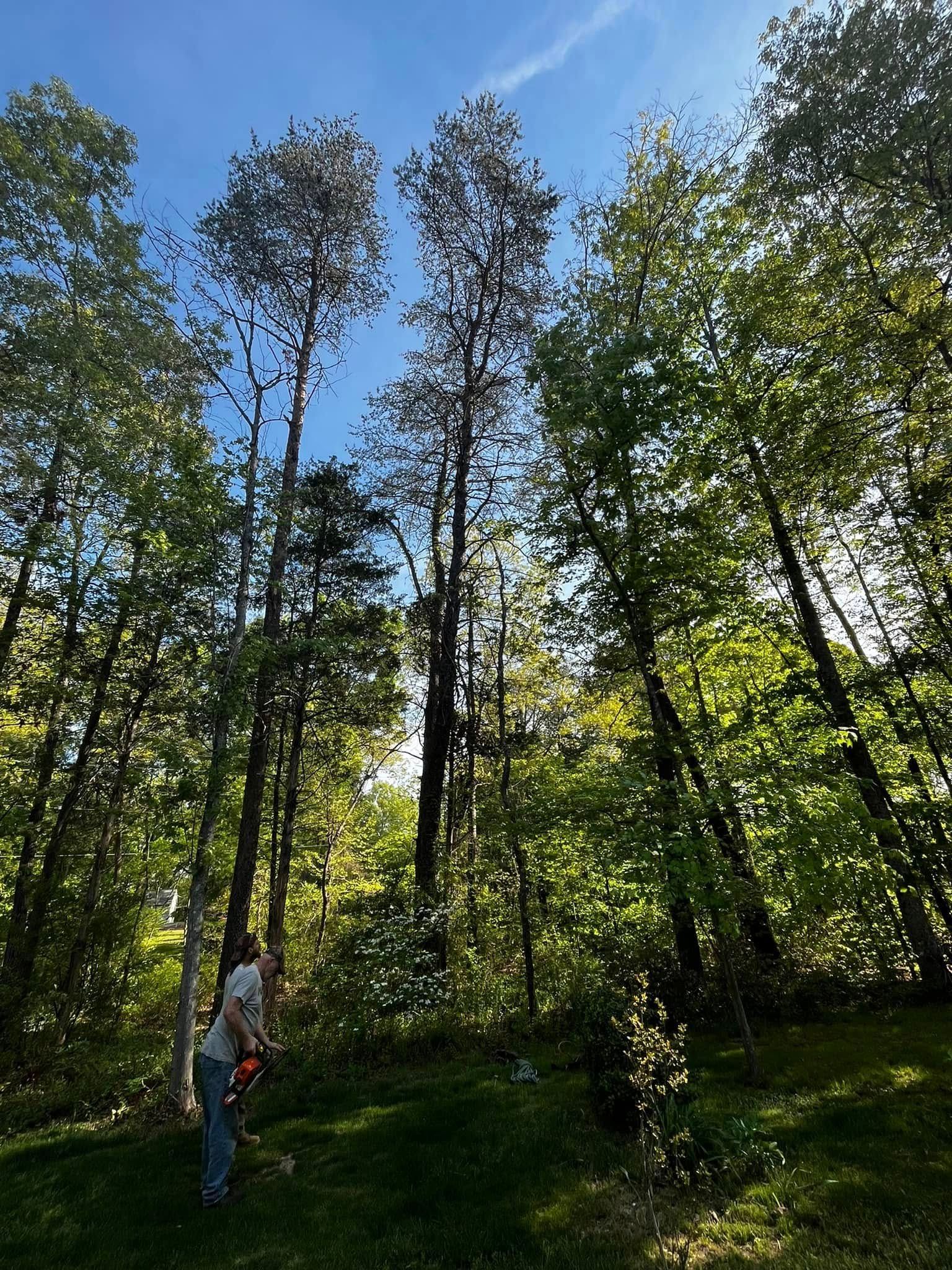 Twisted Timbers Tree Care, Shenandoah, Lexington VA, Buena vista VA, Charlottesville VA, Culpeper VA, Fredericksburg VA, Broadway VA, Grottoes VA, Massanetta Springs VA, Greenville VA, Luray, VA, Elkton, VA, Harrisonburg VA, Jollett VA, Stanley VA, Staunton VA, Comertown VA, Grove Hill VA, New Market VA, Waynesboro VA, Tenth Legion VA, Tree Removal, Tree Removal Company, Tree Removal Near Me, Emergency Tree Removal, Shenandoah Tree Removal, Waynesboro Tree Removal, Charlottesville Tree Removal, Harrisonburg Tree Removal, Lexington Tree Removal, Staunton Tree Removal, Tree Trimming, Shenandoah Tree Trimming, Waynesboro Tree Trimming, Charlottesville Tree Trimming, Harrisonburg Tree Trimming, Lexington Tree Trimming, Staunton Tree Trimming, Stump Grinding, Stump Grinding Near Me, Shenandoah Stump Grinding, Waynesboro Stump Grinding, Charlottesville Stump Grinding, Harrisonburg Stump Grinding, Lexington Stump Grinding, Staunton Stump Grinding, Lot Clearing, Lot Clearing Near Me, Shenandoah Lot Clearing, Waynesboro Lot Clearing, Charlottesville Lot Clearing, Harrisonburg Lot Clearing, Lexington Lot Clearing, Staunton Lot Clearing, Storm Damage Clean Up, Tree Risk Assessments, Tree Health Assessments