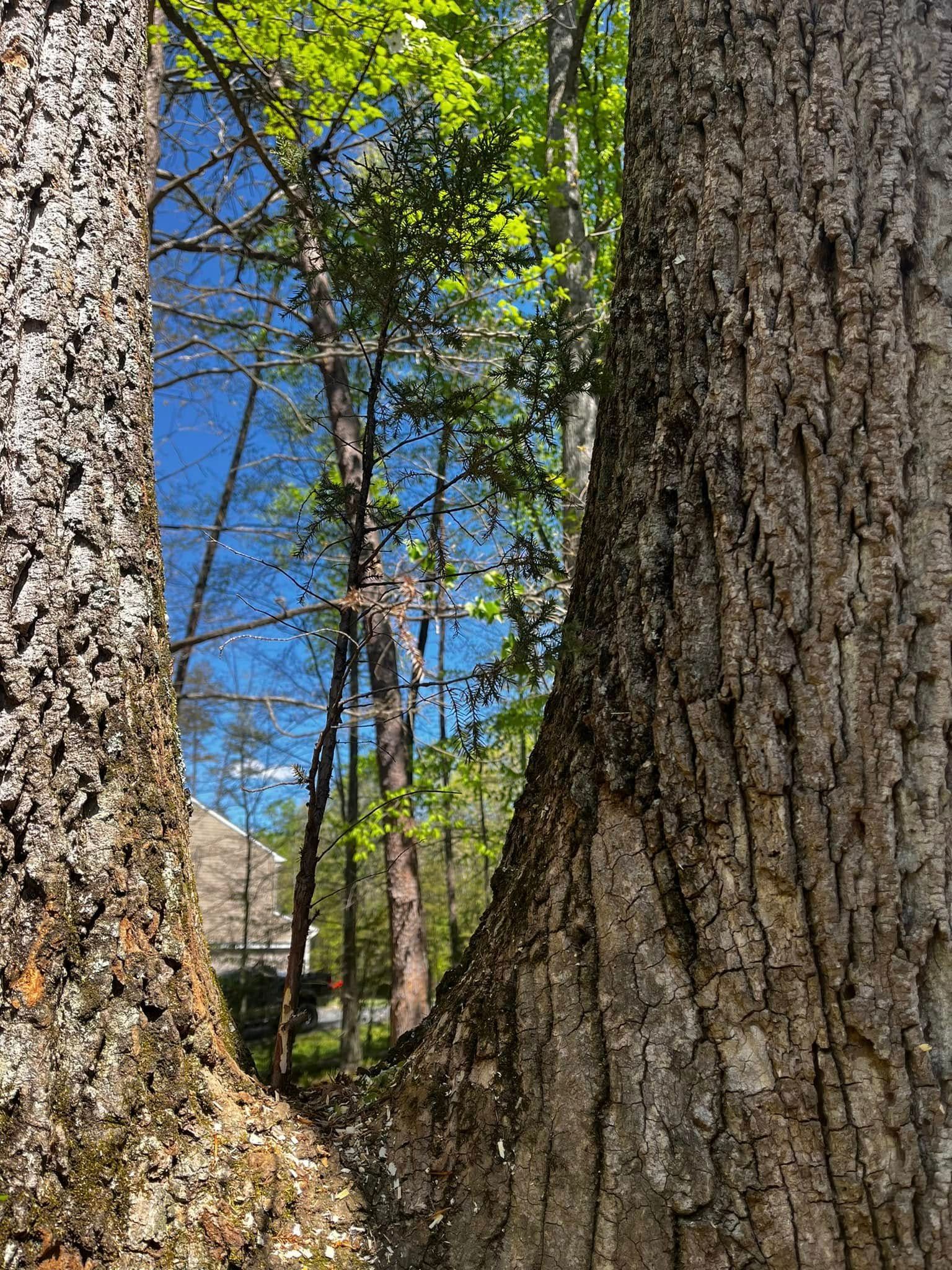 Twisted Timbers Tree Care, Shenandoah, Lexington VA, Buena vista VA, Charlottesville VA, Culpeper VA, Fredericksburg VA, Broadway VA, Grottoes VA, Massanetta Springs VA, Greenville VA, Luray, VA, Elkton, VA, Harrisonburg VA, Jollett VA, Stanley VA, Staunton VA, Comertown VA, Grove Hill VA, New Market VA, Waynesboro VA, Tenth Legion VA, Tree Removal, Tree Removal Company, Tree Removal Near Me, Emergency Tree Removal, Shenandoah Tree Removal, Waynesboro Tree Removal, Charlottesville Tree Removal, Harrisonburg Tree Removal, Lexington Tree Removal, Staunton Tree Removal, Tree Trimming, Shenandoah Tree Trimming, Waynesboro Tree Trimming, Charlottesville Tree Trimming, Harrisonburg Tree Trimming, Lexington Tree Trimming, Staunton Tree Trimming, Stump Grinding, Stump Grinding Near Me, Shenandoah Stump Grinding, Waynesboro Stump Grinding, Charlottesville Stump Grinding, Harrisonburg Stump Grinding, Lexington Stump Grinding, Staunton Stump Grinding, Lot Clearing, Lot Clearing Near Me, Shenandoah Lot Clearing, Waynesboro Lot Clearing, Charlottesville Lot Clearing, Harrisonburg Lot Clearing, Lexington Lot Clearing, Staunton Lot Clearing, Storm Damage Clean Up, Tree Risk Assessments, Tree Health Assessments