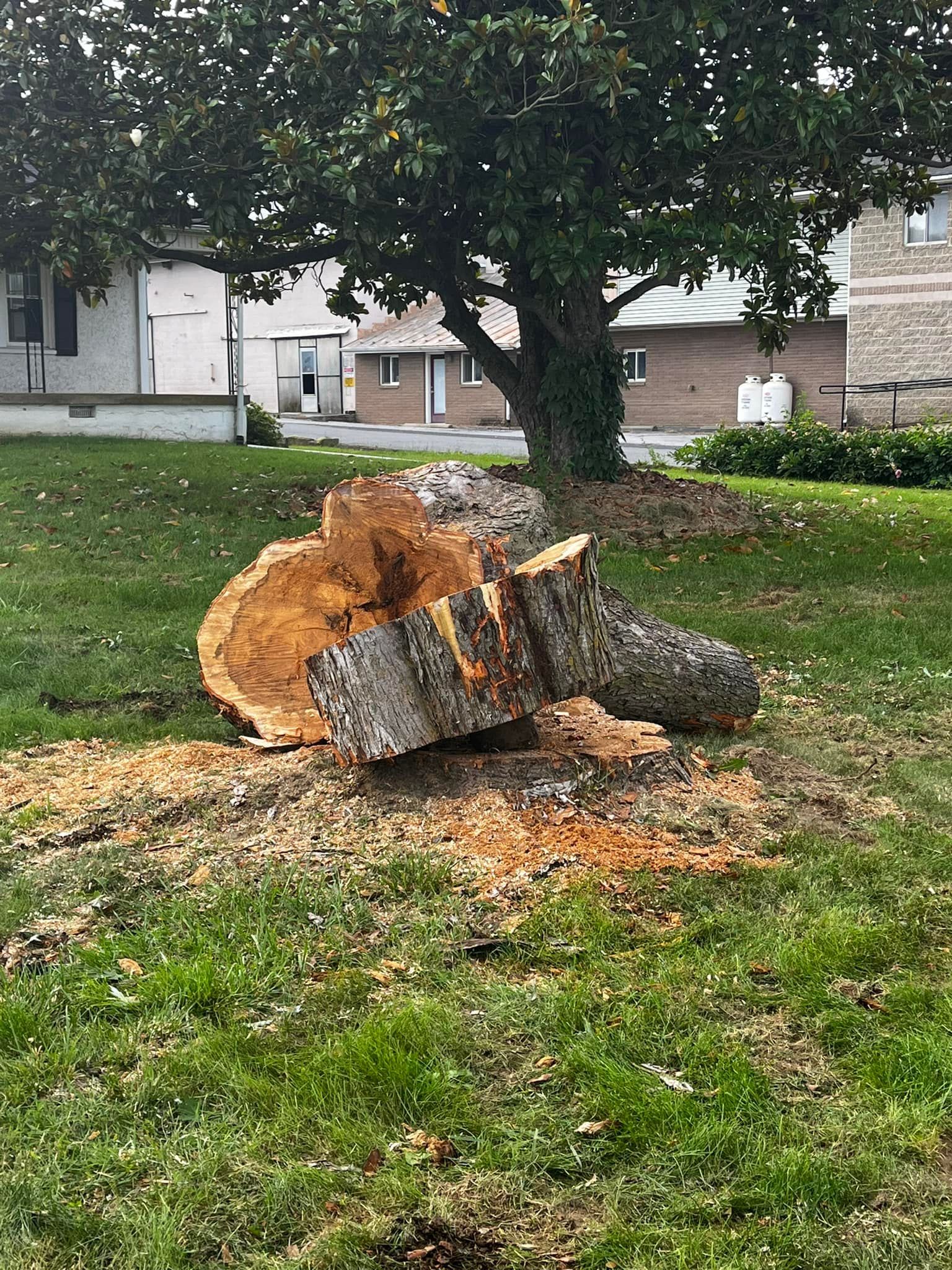 Twisted Timbers Tree Care, Shenandoah, Lexington VA, Buena vista VA, Charlottesville VA, Culpeper VA, Fredericksburg VA, Broadway VA, Grottoes VA, Massanetta Springs VA, Greenville VA, Luray, VA, Elkton, VA, Harrisonburg VA, Jollett VA, Stanley VA, Staunton VA, Comertown VA, Grove Hill VA, New Market VA, Waynesboro VA, Tenth Legion VA, Tree Removal, Tree Removal Company, Tree Removal Near Me, Emergency Tree Removal, Shenandoah Tree Removal, Waynesboro Tree Removal, Charlottesville Tree Removal, Harrisonburg Tree Removal, Lexington Tree Removal, Staunton Tree Removal, Tree Trimming, Shenandoah Tree Trimming, Waynesboro Tree Trimming, Charlottesville Tree Trimming, Harrisonburg Tree Trimming, Lexington Tree Trimming, Staunton Tree Trimming, Stump Grinding, Stump Grinding Near Me, Shenandoah Stump Grinding, Waynesboro Stump Grinding, Charlottesville Stump Grinding, Harrisonburg Stump Grinding, Lexington Stump Grinding, Staunton Stump Grinding, Lot Clearing, Lot Clearing Near Me, Shenandoah Lot Clearing, Waynesboro Lot Clearing, Charlottesville Lot Clearing, Harrisonburg Lot Clearing, Lexington Lot Clearing, Staunton Lot Clearing, Storm Damage Clean Up, Tree Risk Assessments, Tree Health Assessments