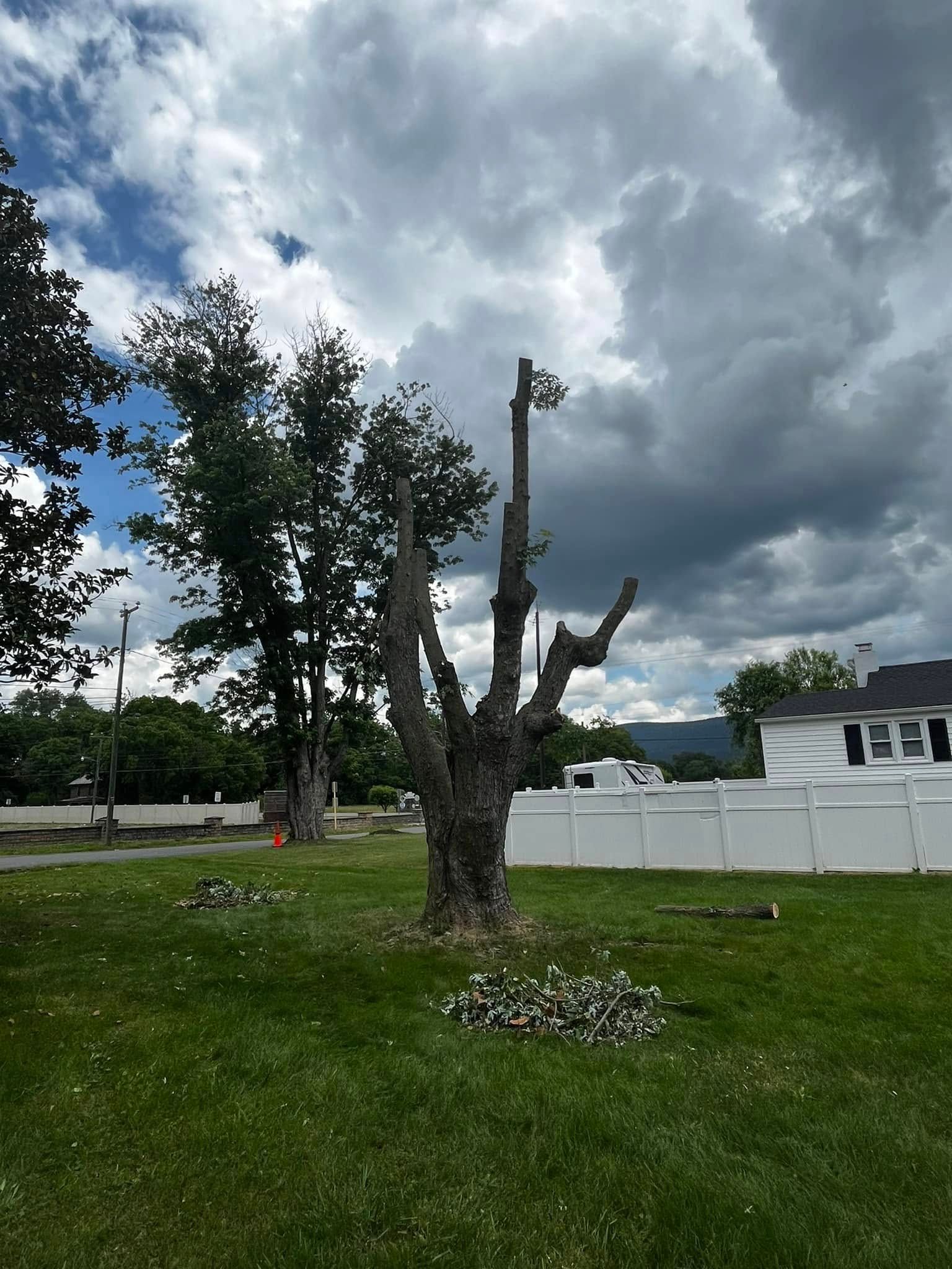 Twisted Timbers Tree Care, Shenandoah, Lexington VA, Buena vista VA, Charlottesville VA, Culpeper VA, Fredericksburg VA, Broadway VA, Grottoes VA, Massanetta Springs VA, Greenville VA, Luray, VA, Elkton, VA, Harrisonburg VA, Jollett VA, Stanley VA, Staunton VA, Comertown VA, Grove Hill VA, New Market VA, Waynesboro VA, Tenth Legion VA, Tree Removal, Tree Removal Company, Tree Removal Near Me, Emergency Tree Removal, Shenandoah Tree Removal, Waynesboro Tree Removal, Charlottesville Tree Removal, Harrisonburg Tree Removal, Lexington Tree Removal, Staunton Tree Removal, Tree Trimming, Shenandoah Tree Trimming, Waynesboro Tree Trimming, Charlottesville Tree Trimming, Harrisonburg Tree Trimming, Lexington Tree Trimming, Staunton Tree Trimming, Stump Grinding, Stump Grinding Near Me, Shenandoah Stump Grinding, Waynesboro Stump Grinding, Charlottesville Stump Grinding, Harrisonburg Stump Grinding, Lexington Stump Grinding, Staunton Stump Grinding, Lot Clearing, Lot Clearing Near Me, Shenandoah Lot Clearing, Waynesboro Lot Clearing, Charlottesville Lot Clearing, Harrisonburg Lot Clearing, Lexington Lot Clearing, Staunton Lot Clearing, Storm Damage Clean Up, Tree Risk Assessments, Tree Health Assessments