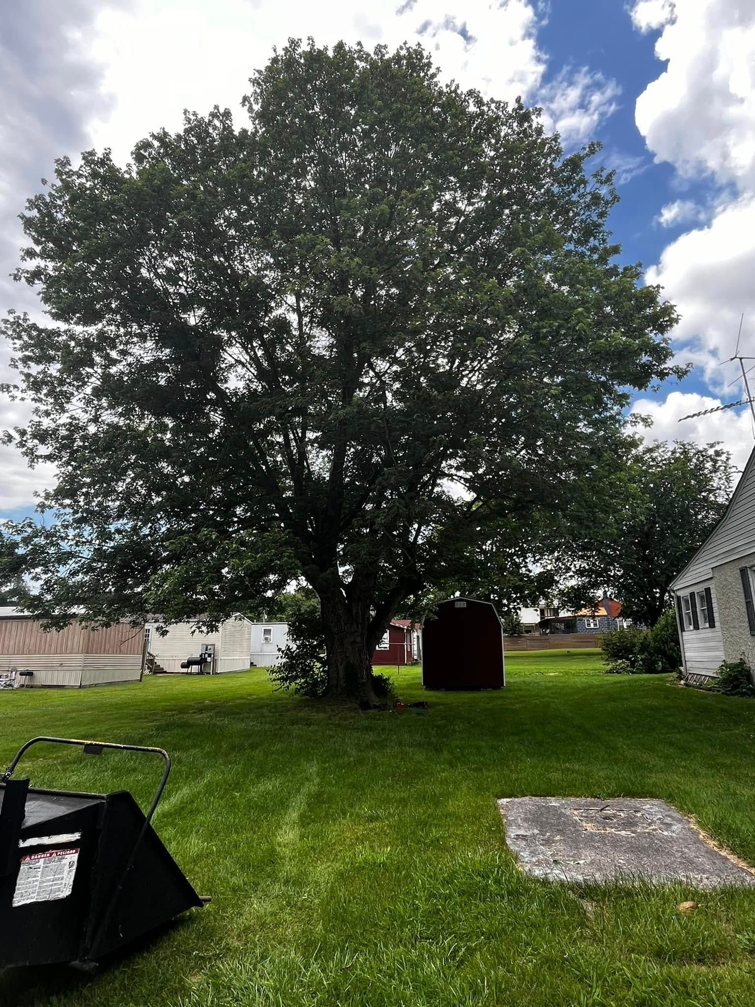 Twisted Timbers Tree Care, Shenandoah, Lexington VA, Buena vista VA, Charlottesville VA, Culpeper VA, Fredericksburg VA, Broadway VA, Grottoes VA, Massanetta Springs VA, Greenville VA, Luray, VA, Elkton, VA, Harrisonburg VA, Jollett VA, Stanley VA, Staunton VA, Comertown VA, Grove Hill VA, New Market VA, Waynesboro VA, Tenth Legion VA, Tree Removal, Tree Removal Company, Tree Removal Near Me, Emergency Tree Removal, Shenandoah Tree Removal, Waynesboro Tree Removal, Charlottesville Tree Removal, Harrisonburg Tree Removal, Lexington Tree Removal, Staunton Tree Removal, Tree Trimming, Shenandoah Tree Trimming, Waynesboro Tree Trimming, Charlottesville Tree Trimming, Harrisonburg Tree Trimming, Lexington Tree Trimming, Staunton Tree Trimming, Stump Grinding, Stump Grinding Near Me, Shenandoah Stump Grinding, Waynesboro Stump Grinding, Charlottesville Stump Grinding, Harrisonburg Stump Grinding, Lexington Stump Grinding, Staunton Stump Grinding, Lot Clearing, Lot Clearing Near Me, Shenandoah Lot Clearing, Waynesboro Lot Clearing, Charlottesville Lot Clearing, Harrisonburg Lot Clearing, Lexington Lot Clearing, Staunton Lot Clearing, Storm Damage Clean Up, Tree Risk Assessments, Tree Health Assessments