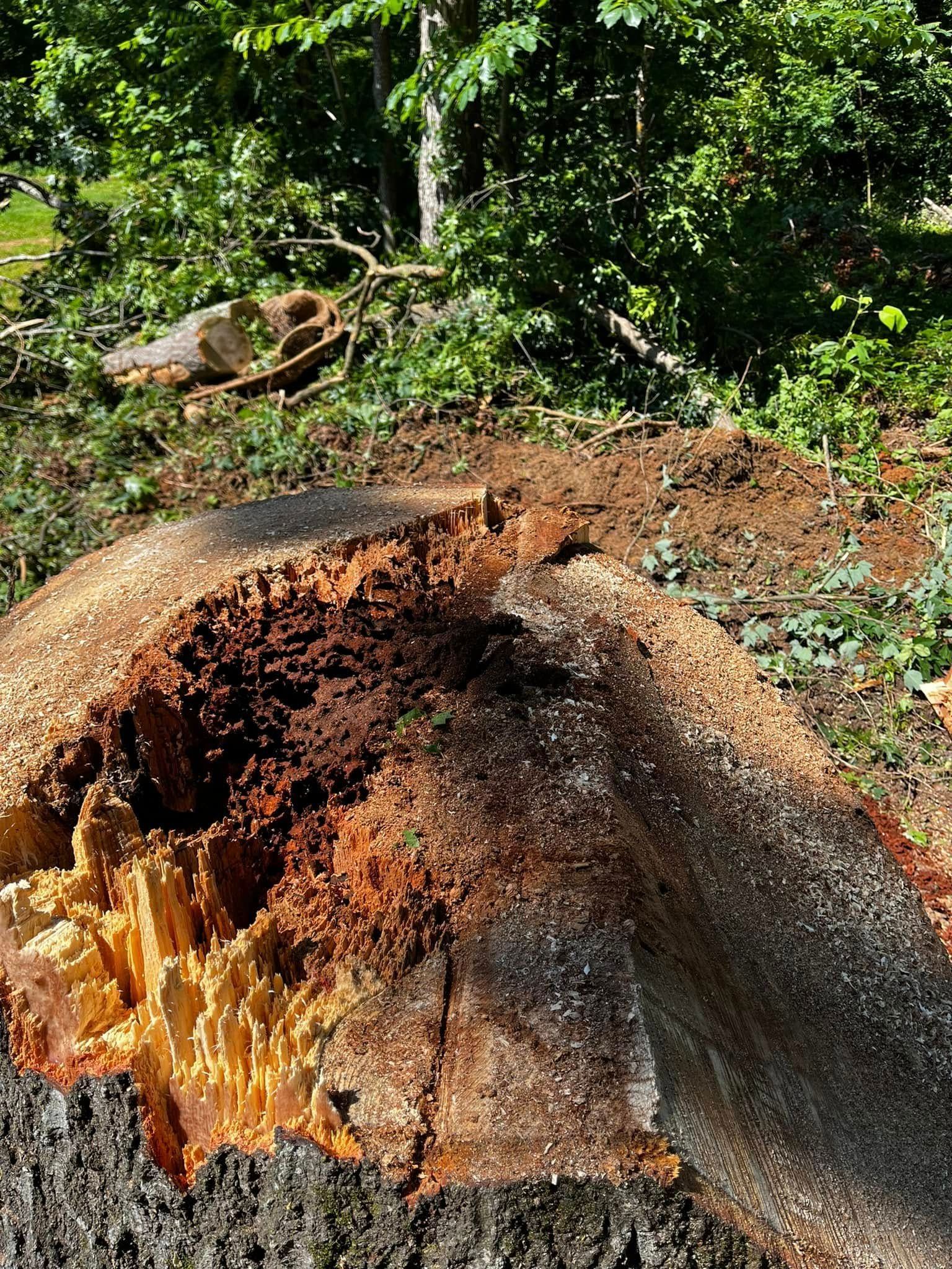 Twisted Timbers Tree Care, Shenandoah, Lexington VA, Buena vista VA, Charlottesville VA, Culpeper VA, Fredericksburg VA, Broadway VA, Grottoes VA, Massanetta Springs VA, Greenville VA, Luray, VA, Elkton, VA, Harrisonburg VA, Jollett VA, Stanley VA, Staunton VA, Comertown VA, Grove Hill VA, New Market VA, Waynesboro VA, Tenth Legion VA, Tree Removal, Tree Removal Company, Tree Removal Near Me, Emergency Tree Removal, Shenandoah Tree Removal, Waynesboro Tree Removal, Charlottesville Tree Removal, Harrisonburg Tree Removal, Lexington Tree Removal, Staunton Tree Removal, Tree Trimming, Shenandoah Tree Trimming, Waynesboro Tree Trimming, Charlottesville Tree Trimming, Harrisonburg Tree Trimming, Lexington Tree Trimming, Staunton Tree Trimming, Stump Grinding, Stump Grinding Near Me, Shenandoah Stump Grinding, Waynesboro Stump Grinding, Charlottesville Stump Grinding, Harrisonburg Stump Grinding, Lexington Stump Grinding, Staunton Stump Grinding, Lot Clearing, Lot Clearing Near Me, Shenandoah Lot Clearing, Waynesboro Lot Clearing, Charlottesville Lot Clearing, Harrisonburg Lot Clearing, Lexington Lot Clearing, Staunton Lot Clearing, Storm Damage Clean Up, Tree Risk Assessments, Tree Health Assessments