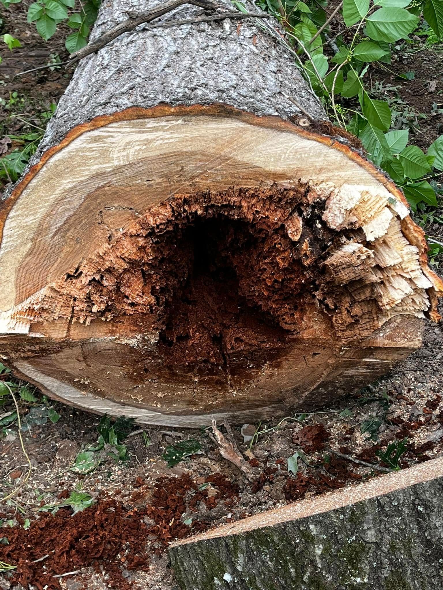 Twisted Timbers Tree Care, Shenandoah, Lexington VA, Buena vista VA, Charlottesville VA, Culpeper VA, Fredericksburg VA, Broadway VA, Grottoes VA, Massanetta Springs VA, Greenville VA, Luray, VA, Elkton, VA, Harrisonburg VA, Jollett VA, Stanley VA, Staunton VA, Comertown VA, Grove Hill VA, New Market VA, Waynesboro VA, Tenth Legion VA, Tree Removal, Tree Removal Company, Tree Removal Near Me, Emergency Tree Removal, Shenandoah Tree Removal, Waynesboro Tree Removal, Charlottesville Tree Removal, Harrisonburg Tree Removal, Lexington Tree Removal, Staunton Tree Removal, Tree Trimming, Shenandoah Tree Trimming, Waynesboro Tree Trimming, Charlottesville Tree Trimming, Harrisonburg Tree Trimming, Lexington Tree Trimming, Staunton Tree Trimming, Stump Grinding, Stump Grinding Near Me, Shenandoah Stump Grinding, Waynesboro Stump Grinding, Charlottesville Stump Grinding, Harrisonburg Stump Grinding, Lexington Stump Grinding, Staunton Stump Grinding, Lot Clearing, Lot Clearing Near Me, Shenandoah Lot Clearing, Waynesboro Lot Clearing, Charlottesville Lot Clearing, Harrisonburg Lot Clearing, Lexington Lot Clearing, Staunton Lot Clearing, Storm Damage Clean Up, Tree Risk Assessments, Tree Health Assessments