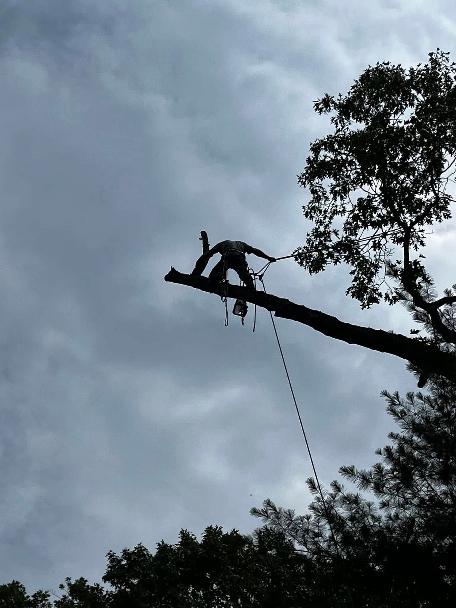 Twisted Timbers Tree Care, Shenandoah, Lexington VA, Buena vista VA, Charlottesville VA, Culpeper VA, Fredericksburg VA, Broadway VA, Grottoes VA, Massanetta Springs VA, Greenville VA, Luray, VA, Elkton, VA, Harrisonburg VA, Jollett VA, Stanley VA, Staunton VA, Comertown VA, Grove Hill VA, New Market VA, Waynesboro VA, Tenth Legion VA, Tree Removal, Tree Removal Company, Tree Removal Near Me, Emergency Tree Removal, Shenandoah Tree Removal, Waynesboro Tree Removal, Charlottesville Tree Removal, Harrisonburg Tree Removal, Lexington Tree Removal, Staunton Tree Removal, Tree Trimming, Shenandoah Tree Trimming, Waynesboro Tree Trimming, Charlottesville Tree Trimming, Harrisonburg Tree Trimming, Lexington Tree Trimming, Staunton Tree Trimming, Stump Grinding, Stump Grinding Near Me, Shenandoah Stump Grinding, Waynesboro Stump Grinding, Charlottesville Stump Grinding, Harrisonburg Stump Grinding, Lexington Stump Grinding, Staunton Stump Grinding, Lot Clearing, Lot Clearing Near Me, Shenandoah Lot Clearing, Waynesboro Lot Clearing, Charlottesville Lot Clearing, Harrisonburg Lot Clearing, Lexington Lot Clearing, Staunton Lot Clearing, Storm Damage Clean Up, Tree Risk Assessments, Tree Health Assessments