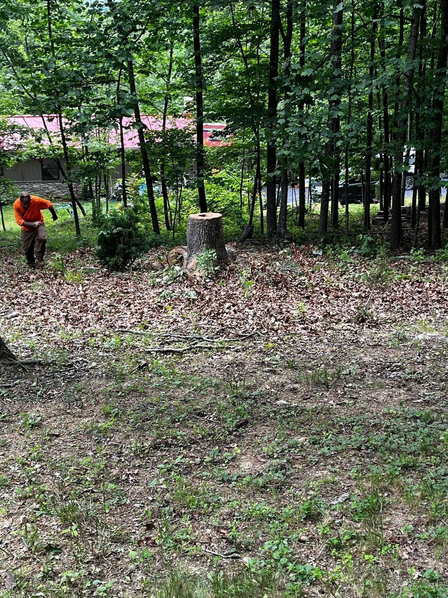 Twisted Timbers Tree Care, Shenandoah, Lexington VA, Buena vista VA, Charlottesville VA, Culpeper VA, Fredericksburg VA, Broadway VA, Grottoes VA, Massanetta Springs VA, Greenville VA, Luray, VA, Elkton, VA, Harrisonburg VA, Jollett VA, Stanley VA, Staunton VA, Comertown VA, Grove Hill VA, New Market VA, Waynesboro VA, Tenth Legion VA, Tree Removal, Tree Removal Company, Tree Removal Near Me, Emergency Tree Removal, Shenandoah Tree Removal, Waynesboro Tree Removal, Charlottesville Tree Removal, Harrisonburg Tree Removal, Lexington Tree Removal, Staunton Tree Removal, Tree Trimming, Shenandoah Tree Trimming, Waynesboro Tree Trimming, Charlottesville Tree Trimming, Harrisonburg Tree Trimming, Lexington Tree Trimming, Staunton Tree Trimming, Stump Grinding, Stump Grinding Near Me, Shenandoah Stump Grinding, Waynesboro Stump Grinding, Charlottesville Stump Grinding, Harrisonburg Stump Grinding, Lexington Stump Grinding, Staunton Stump Grinding, Lot Clearing, Lot Clearing Near Me, Shenandoah Lot Clearing, Waynesboro Lot Clearing, Charlottesville Lot Clearing, Harrisonburg Lot Clearing, Lexington Lot Clearing, Staunton Lot Clearing, Storm Damage Clean Up, Tree Risk Assessments, Tree Health Assessments