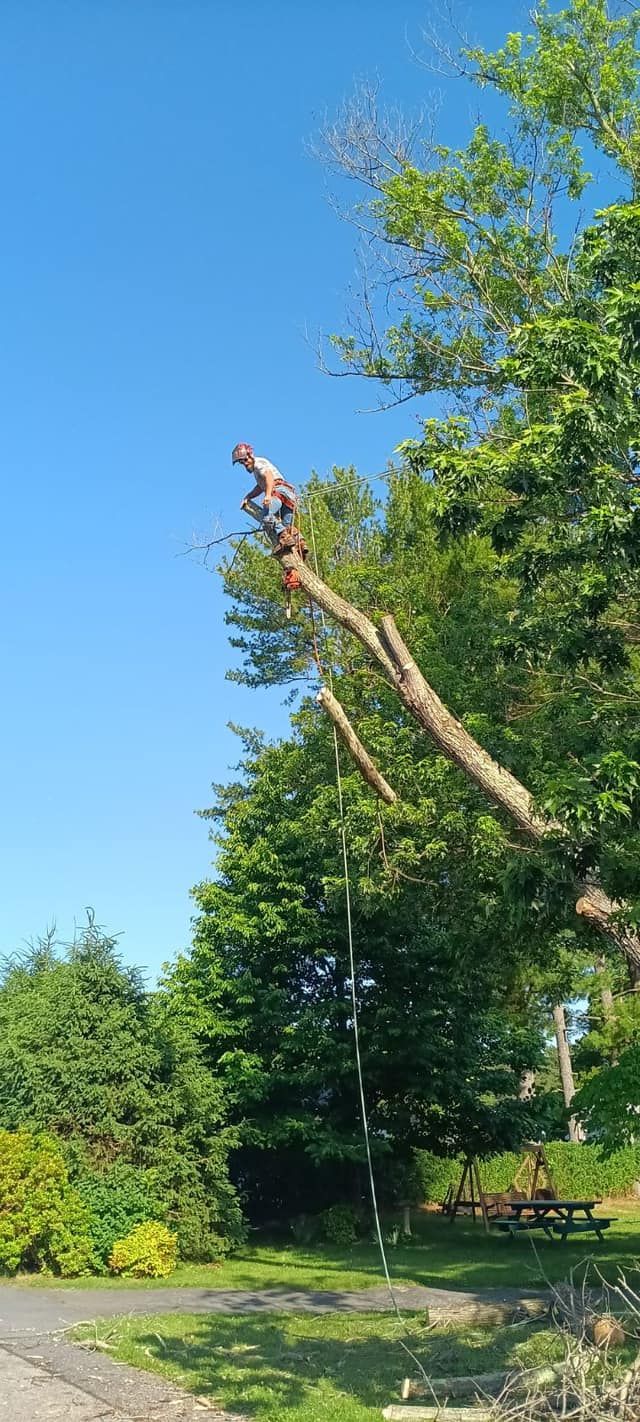 Twisted Timbers Tree Care, Shenandoah, Lexington VA, Buena vista VA, Charlottesville VA, Culpeper VA, Fredericksburg VA, Broadway VA, Grottoes VA, Massanetta Springs VA, Greenville VA, Luray, VA, Elkton, VA, Harrisonburg VA, Jollett VA, Stanley VA, Staunton VA, Comertown VA, Grove Hill VA, New Market VA, Waynesboro VA, Tenth Legion VA, Tree Removal, Tree Removal Company, Tree Removal Near Me, Emergency Tree Removal, Shenandoah Tree Removal, Waynesboro Tree Removal, Charlottesville Tree Removal, Harrisonburg Tree Removal, Lexington Tree Removal, Staunton Tree Removal, Tree Trimming, Shenandoah Tree Trimming, Waynesboro Tree Trimming, Charlottesville Tree Trimming, Harrisonburg Tree Trimming, Lexington Tree Trimming, Staunton Tree Trimming, Stump Grinding, Stump Grinding Near Me, Shenandoah Stump Grinding, Waynesboro Stump Grinding, Charlottesville Stump Grinding, Harrisonburg Stump Grinding, Lexington Stump Grinding, Staunton Stump Grinding, Lot Clearing, Lot Clearing Near Me, Shenandoah Lot Clearing, Waynesboro Lot Clearing, Charlottesville Lot Clearing, Harrisonburg Lot Clearing, Lexington Lot Clearing, Staunton Lot Clearing, Storm Damage Clean Up, Tree Risk Assessments, Tree Health Assessments