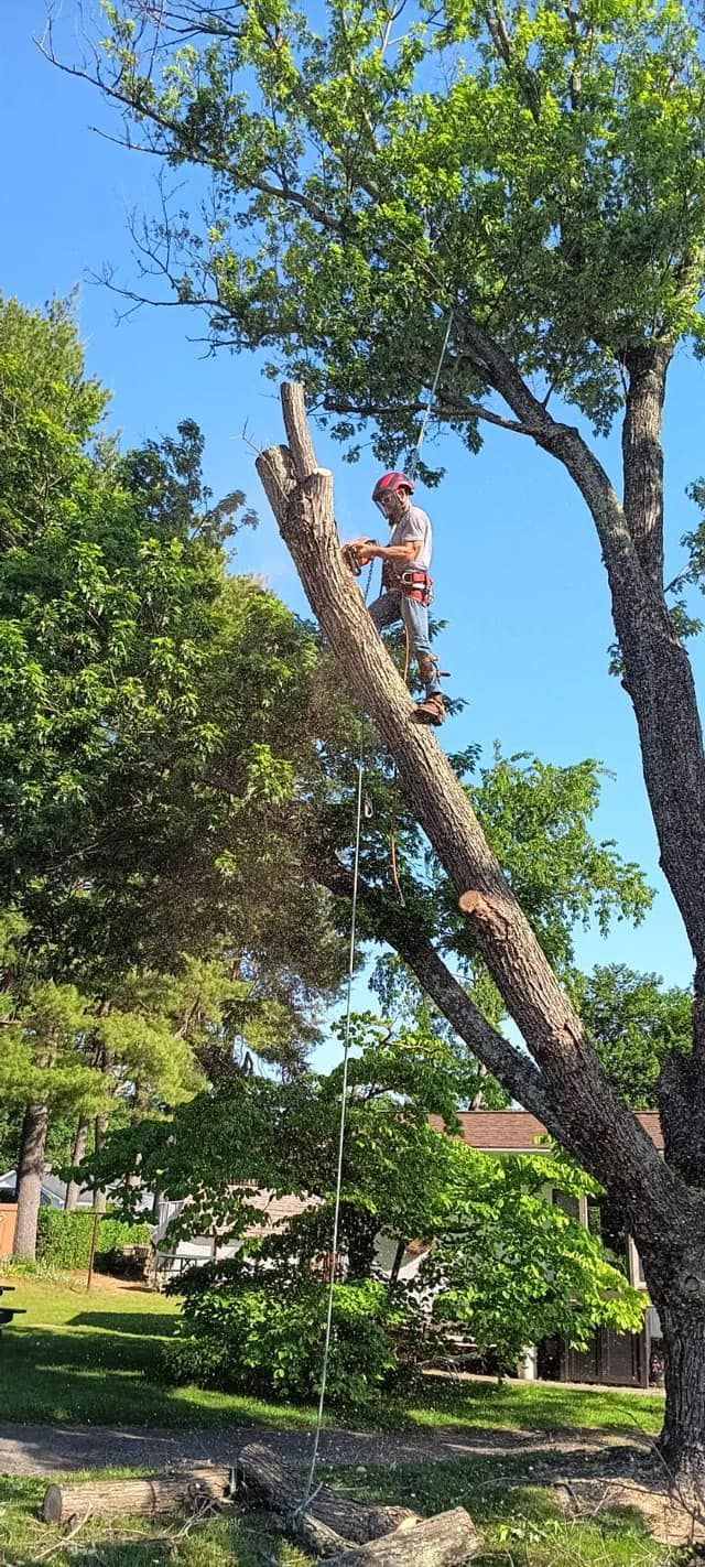 Twisted Timbers Tree Care, Shenandoah, Lexington VA, Buena vista VA, Charlottesville VA, Culpeper VA, Fredericksburg VA, Broadway VA, Grottoes VA, Massanetta Springs VA, Greenville VA, Luray, VA, Elkton, VA, Harrisonburg VA, Jollett VA, Stanley VA, Staunton VA, Comertown VA, Grove Hill VA, New Market VA, Waynesboro VA, Tenth Legion VA, Tree Removal, Tree Removal Company, Tree Removal Near Me, Emergency Tree Removal, Shenandoah Tree Removal, Waynesboro Tree Removal, Charlottesville Tree Removal, Harrisonburg Tree Removal, Lexington Tree Removal, Staunton Tree Removal, Tree Trimming, Shenandoah Tree Trimming, Waynesboro Tree Trimming, Charlottesville Tree Trimming, Harrisonburg Tree Trimming, Lexington Tree Trimming, Staunton Tree Trimming, Stump Grinding, Stump Grinding Near Me, Shenandoah Stump Grinding, Waynesboro Stump Grinding, Charlottesville Stump Grinding, Harrisonburg Stump Grinding, Lexington Stump Grinding, Staunton Stump Grinding, Lot Clearing, Lot Clearing Near Me, Shenandoah Lot Clearing, Waynesboro Lot Clearing, Charlottesville Lot Clearing, Harrisonburg Lot Clearing, Lexington Lot Clearing, Staunton Lot Clearing, Storm Damage Clean Up, Tree Risk Assessments, Tree Health Assessments