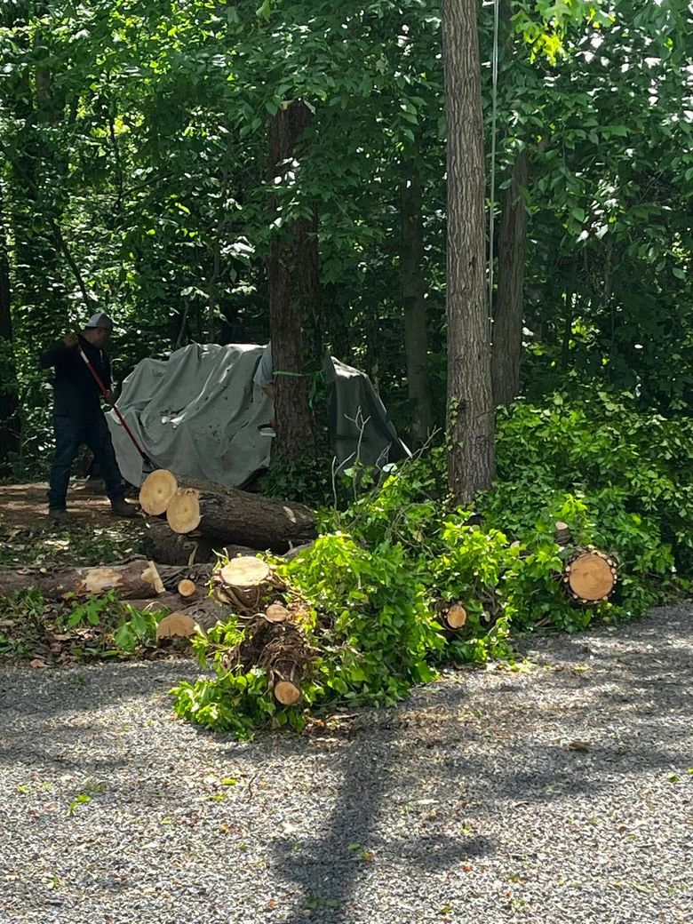 Twisted Timbers Tree Care, Shenandoah, Lexington VA, Buena vista VA, Charlottesville VA, Culpeper VA, Fredericksburg VA, Broadway VA, Grottoes VA, Massanetta Springs VA, Greenville VA, Luray, VA, Elkton, VA, Harrisonburg VA, Jollett VA, Stanley VA, Staunton VA, Comertown VA, Grove Hill VA, New Market VA, Waynesboro VA, Tenth Legion VA, Tree Removal, Tree Removal Company, Tree Removal Near Me, Emergency Tree Removal, Shenandoah Tree Removal, Waynesboro Tree Removal, Charlottesville Tree Removal, Harrisonburg Tree Removal, Lexington Tree Removal, Staunton Tree Removal, Tree Trimming, Shenandoah Tree Trimming, Waynesboro Tree Trimming, Charlottesville Tree Trimming, Harrisonburg Tree Trimming, Lexington Tree Trimming, Staunton Tree Trimming, Stump Grinding, Stump Grinding Near Me, Shenandoah Stump Grinding, Waynesboro Stump Grinding, Charlottesville Stump Grinding, Harrisonburg Stump Grinding, Lexington Stump Grinding, Staunton Stump Grinding, Lot Clearing, Lot Clearing Near Me, Shenandoah Lot Clearing, Waynesboro Lot Clearing, Charlottesville Lot Clearing, Harrisonburg Lot Clearing, Lexington Lot Clearing, Staunton Lot Clearing, Storm Damage Clean Up, Tree Risk Assessments, Tree Health Assessments