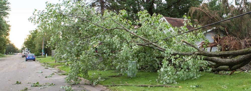 Twisted Timbers Tree Care, Shenandoah, Lexington VA, Buena vista VA, Charlottesville VA, Culpeper VA, Fredericksburg VA, Broadway VA, Grottoes VA, Massanetta Springs VA, Greenville VA, Luray, VA, Elkton, VA, Harrisonburg VA, Jollett VA, Stanley VA, Staunton VA, Comertown VA, Grove Hill VA, New Market VA, Waynesboro VA, Tenth Legion VA, Tree Removal, Tree Removal Company, Tree Removal Near Me, Emergency Tree Removal, Shenandoah Tree Removal, Waynesboro Tree Removal, Charlottesville Tree Removal, Harrisonburg Tree Removal, Lexington Tree Removal, Staunton Tree Removal, Tree Trimming, Shenandoah Tree Trimming, Waynesboro Tree Trimming, Charlottesville Tree Trimming, Harrisonburg Tree Trimming, Lexington Tree Trimming, Staunton Tree Trimming, Stump Grinding, Stump Grinding Near Me, Shenandoah Stump Grinding, Waynesboro Stump Grinding, Charlottesville Stump Grinding, Harrisonburg Stump Grinding, Lexington Stump Grinding, Staunton Stump Grinding, Lot Clearing, Lot Clearing Near Me, Shenandoah Lot Clearing, Waynesboro Lot Clearing, Charlottesville Lot Clearing, Harrisonburg Lot Clearing, Lexington Lot Clearing, Staunton Lot Clearing, Storm Damage Clean Up, Tree Risk Assessments, Tree Health Assessments