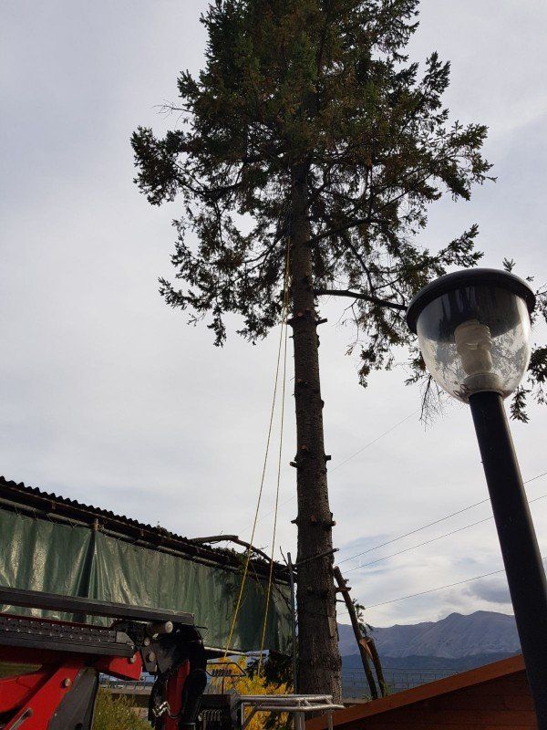 Abbattimento di un albero