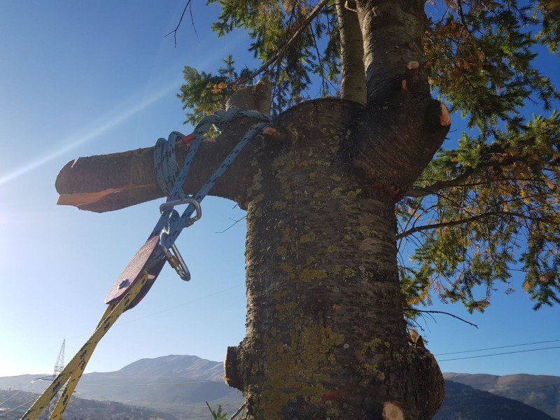 Corda per abbattimento alberi
