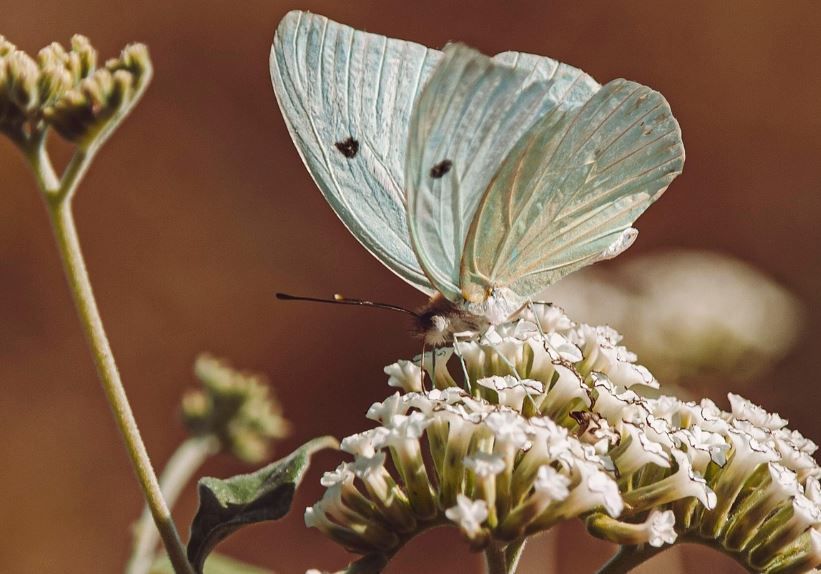 cremation services in Cartersville, GA