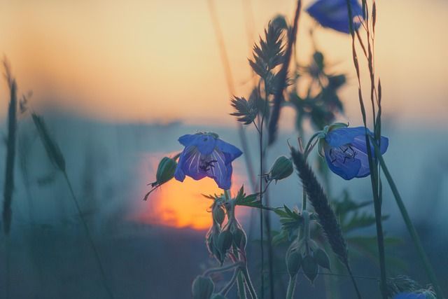 cremation services in Kennesaw, GA