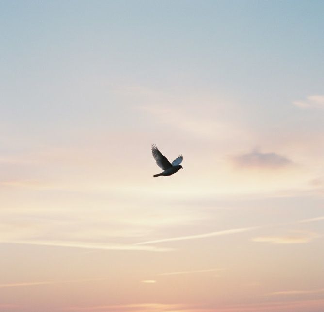 Single bird flying in soft sunset sky, cremation services in Kennesaw, GA