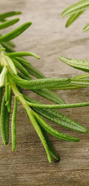 Restaurant — Rosemary Spring in Chicago, IL.