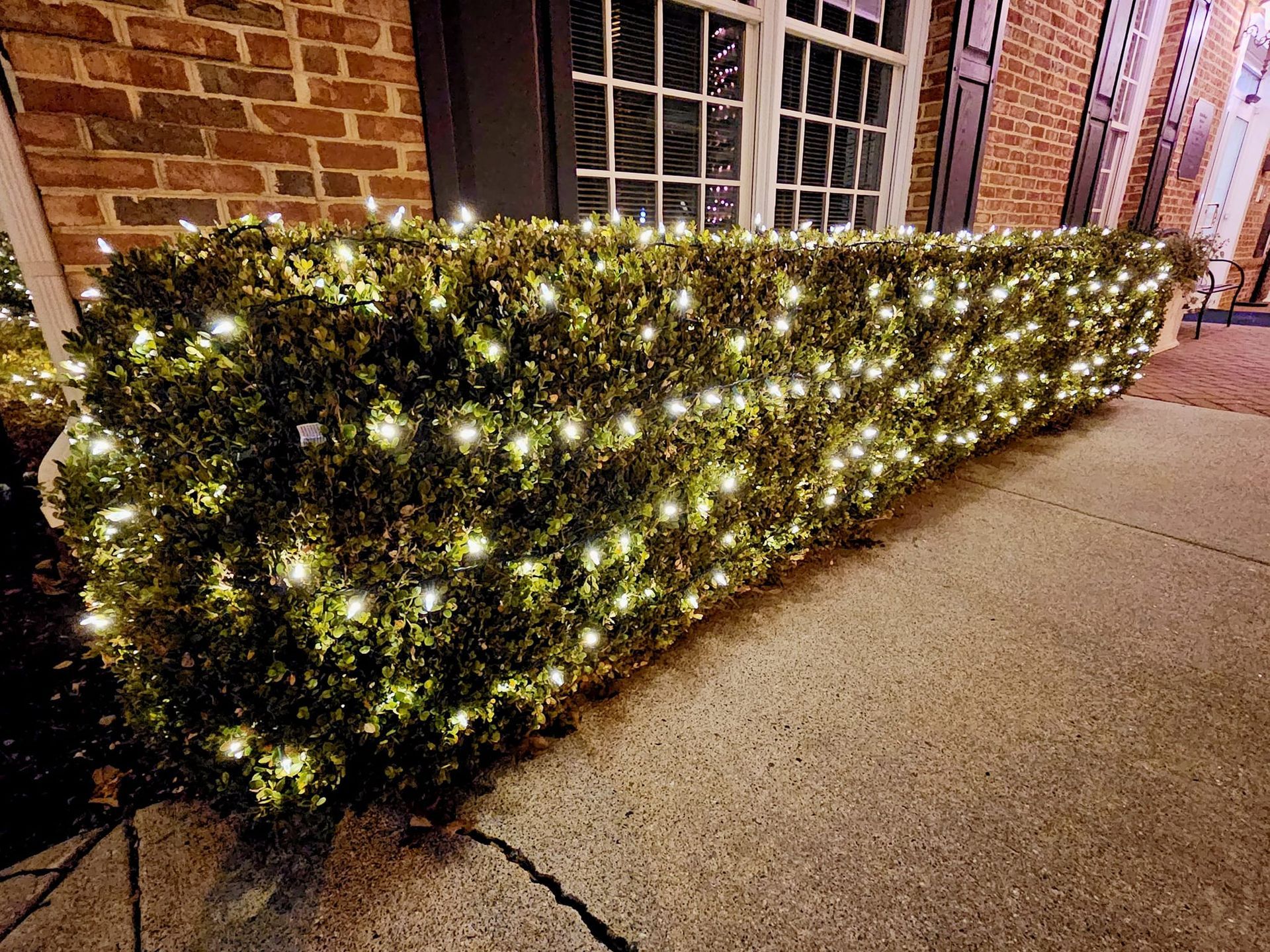 Hedge decorated with white Christmas lights, next to a brick building at night.