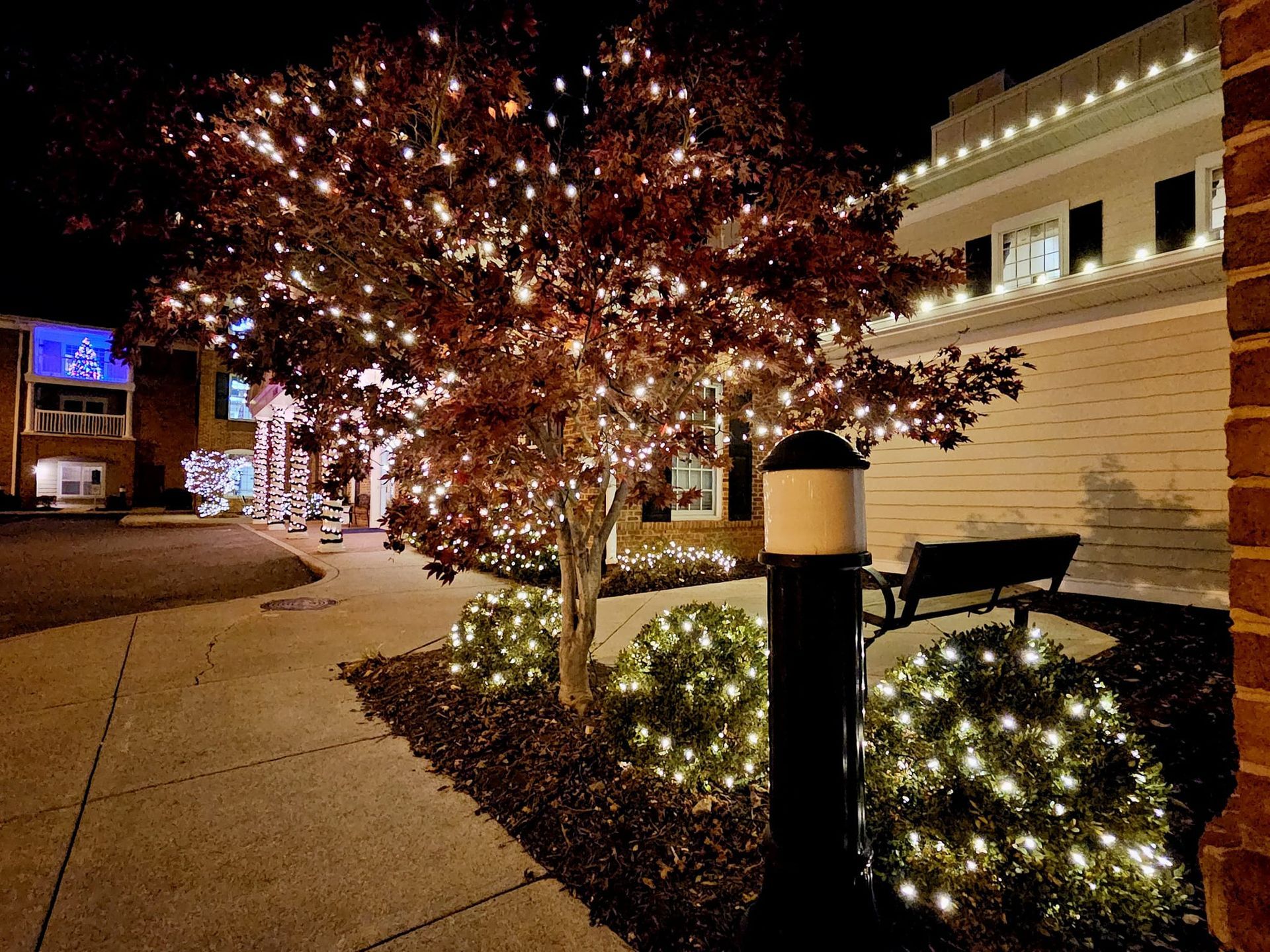 Night scene: tree and bushes lit with white lights, next to a building and pathway.