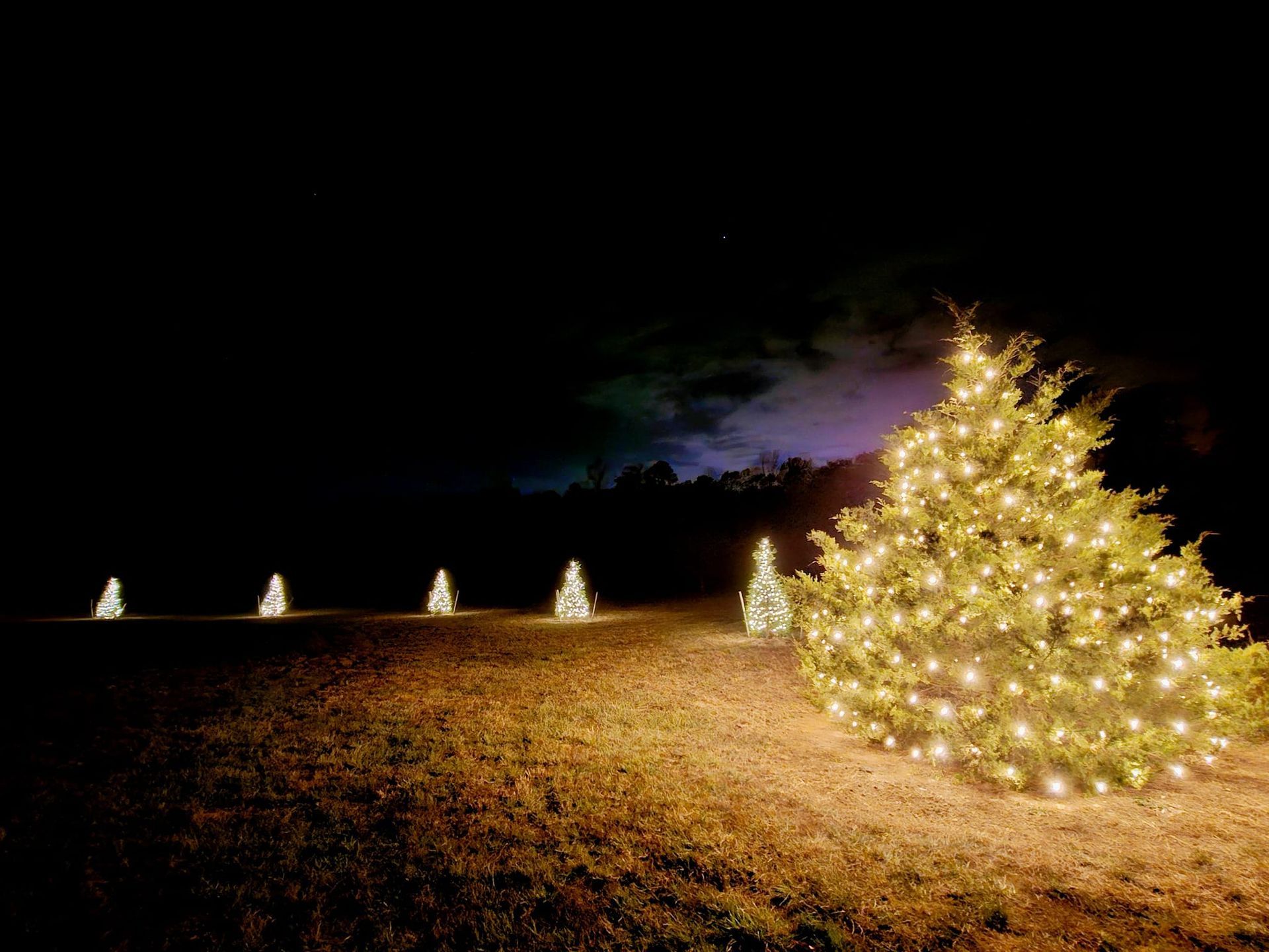 Christmas trees with glowing lights in a field at night.