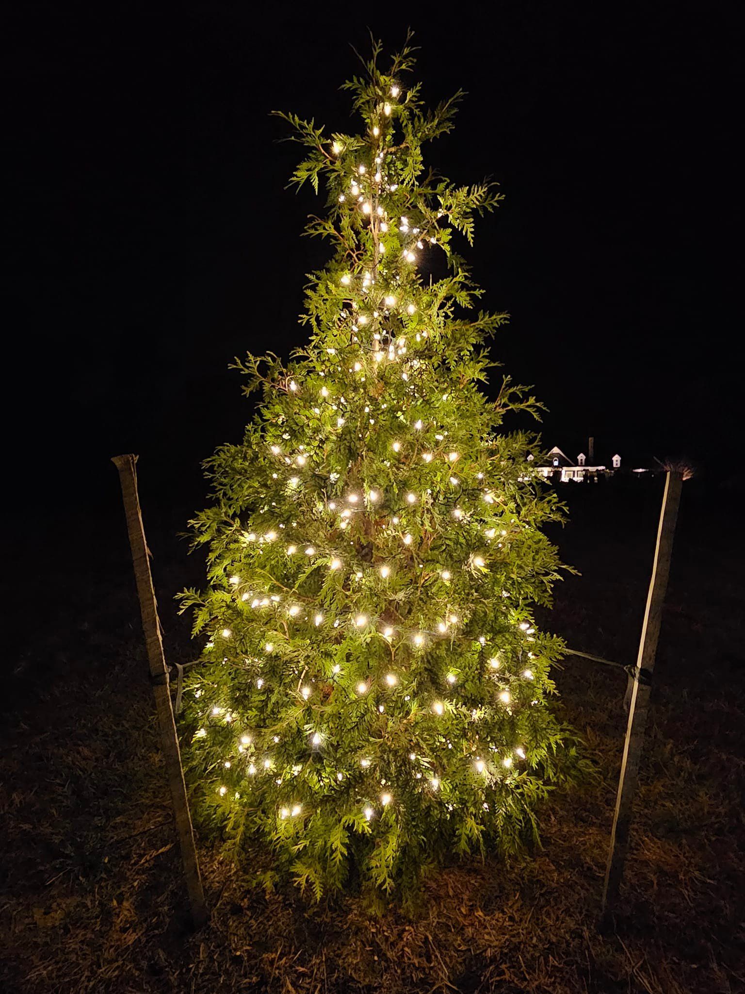 Lit Christmas tree outdoors at night with two support posts.