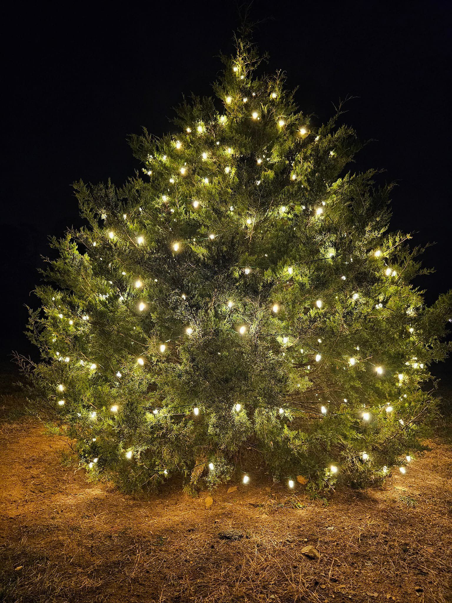 Green bush lit with warm white Christmas lights at night.