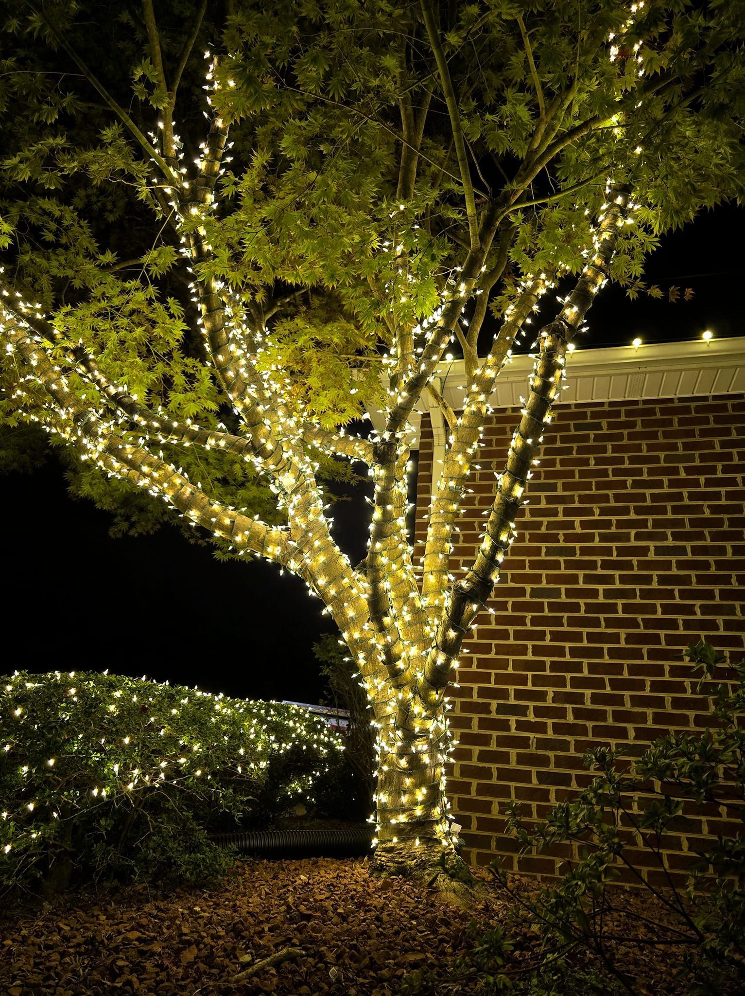 A tree wrapped in warm white lights at night, next to a brick wall.