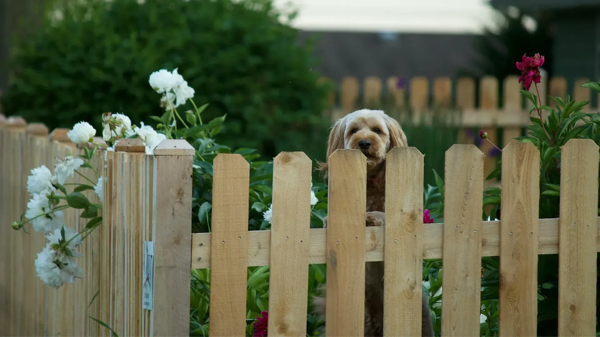 A dog is peeking over a wooden picket fence