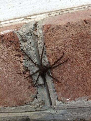 Spiders — Black Spider in Carlisle, PA