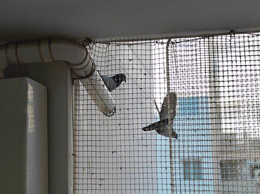 Bird Control — Protective Net On A Window in Carlisle, PA